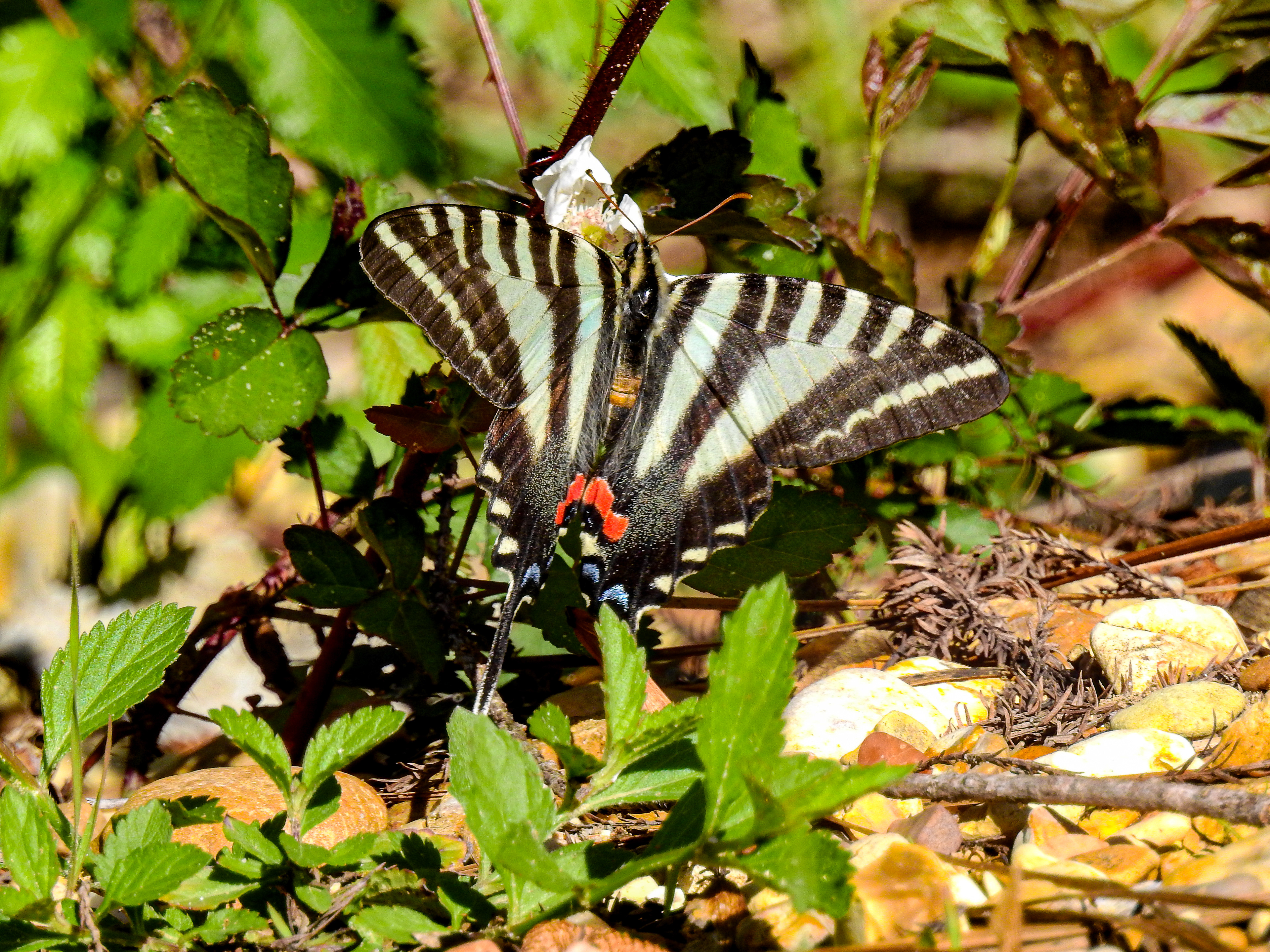 Zebra Swallowtail