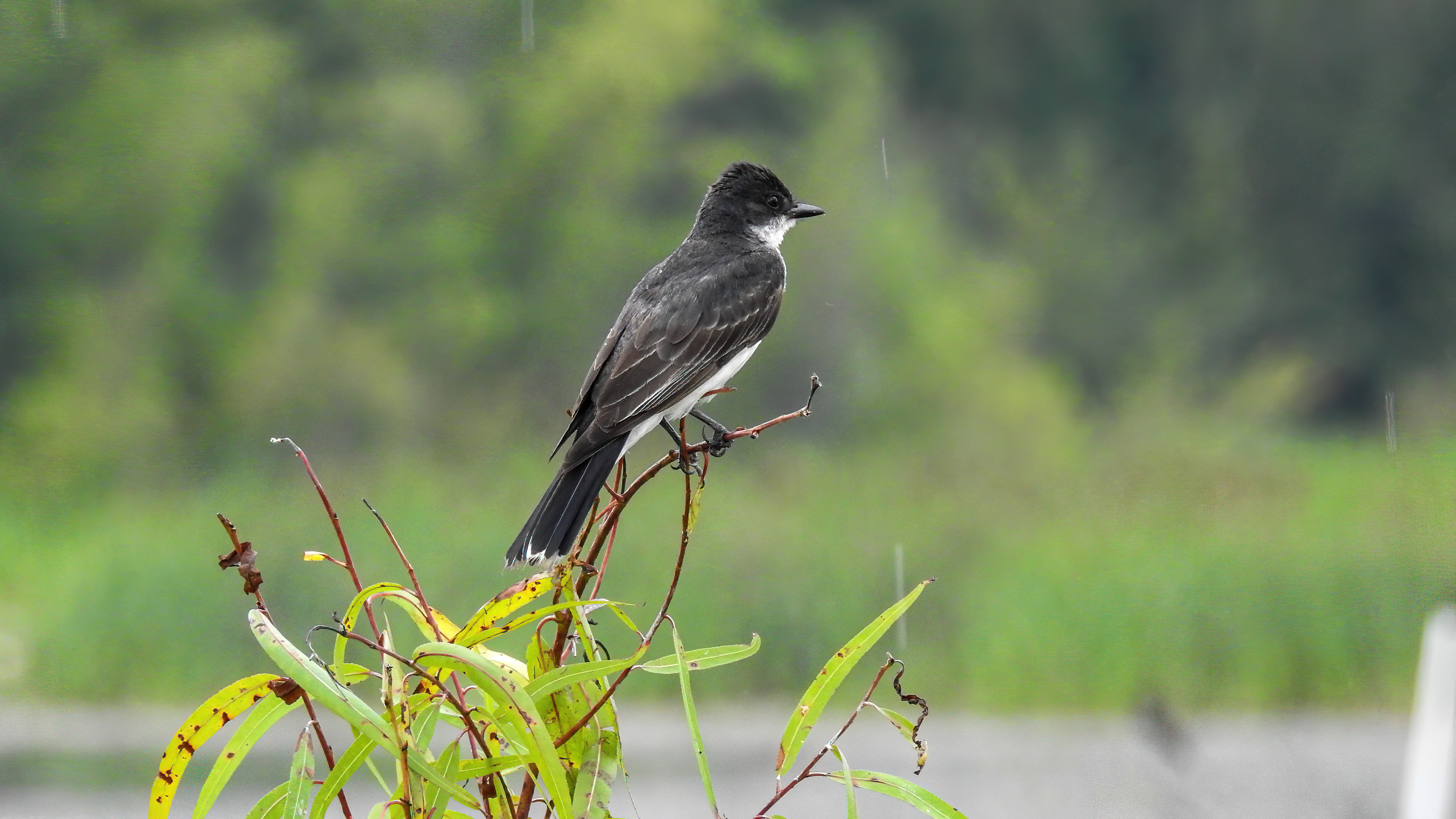 Eastern Kingbird