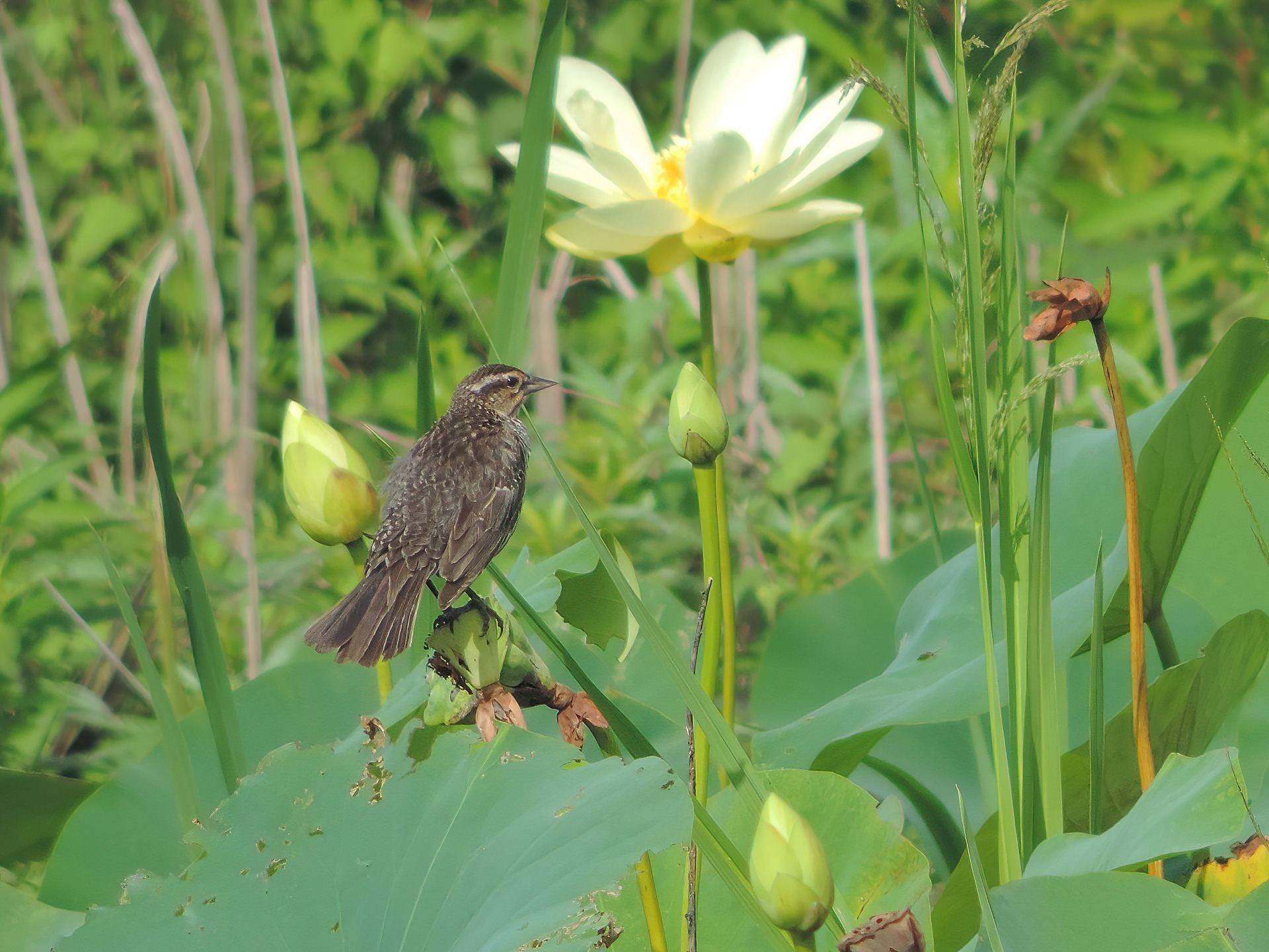Female Red-winged Blackbird