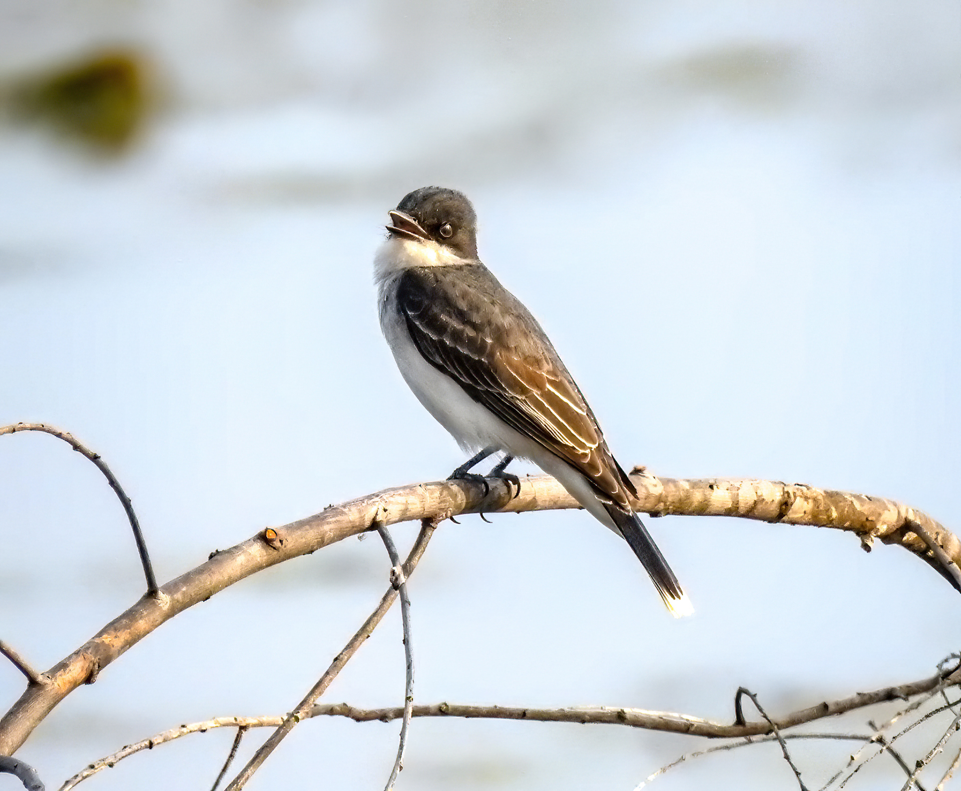 Eastern Kingbird