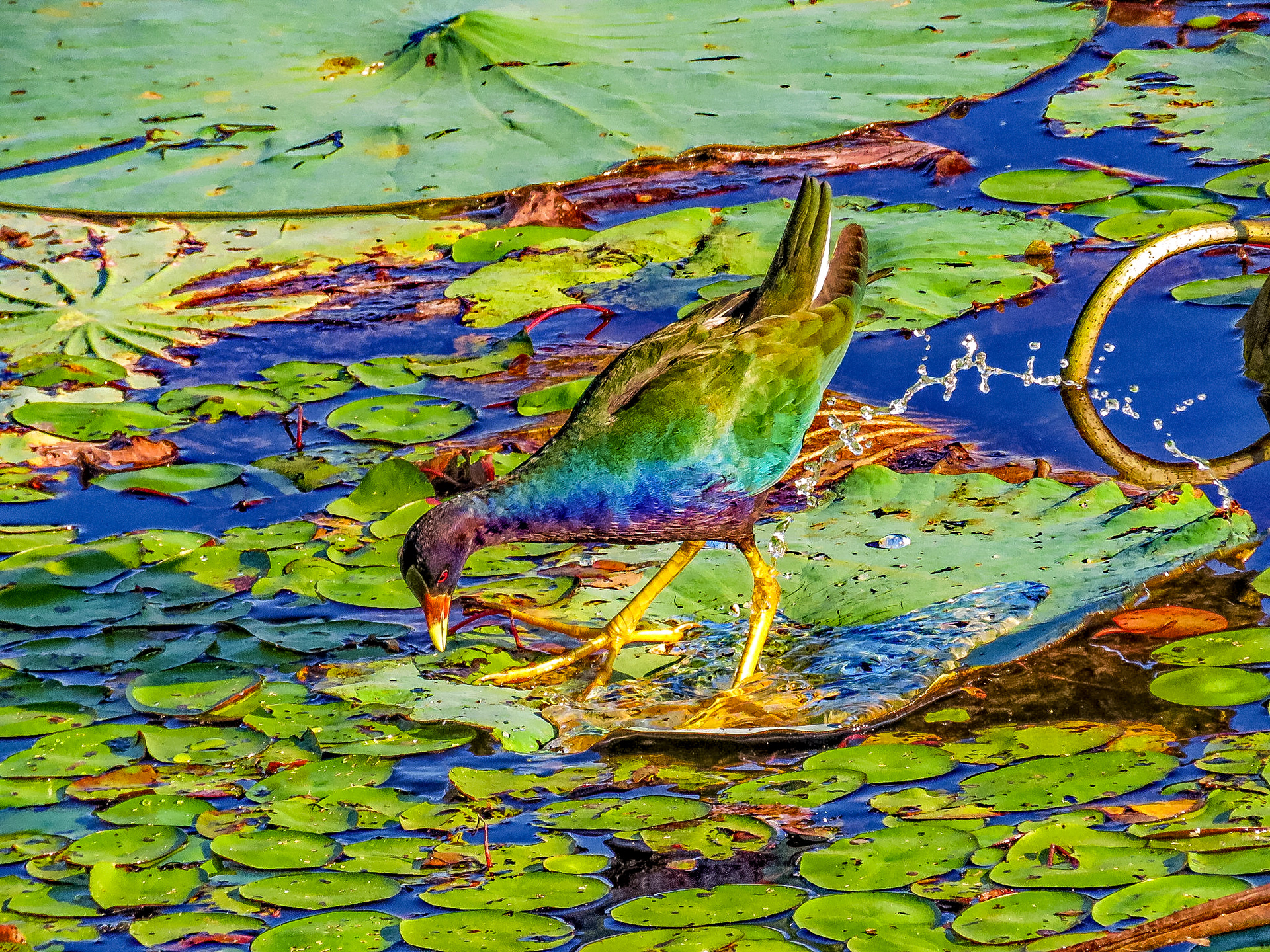 Purple Gallinuel (male)