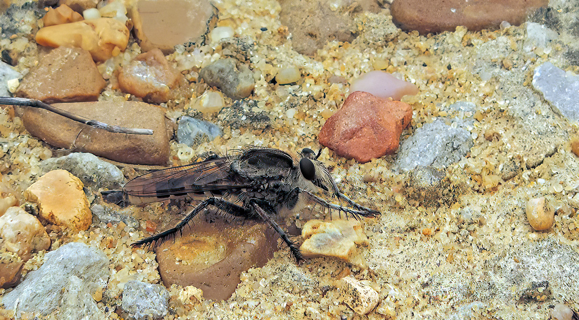 Robber Fly