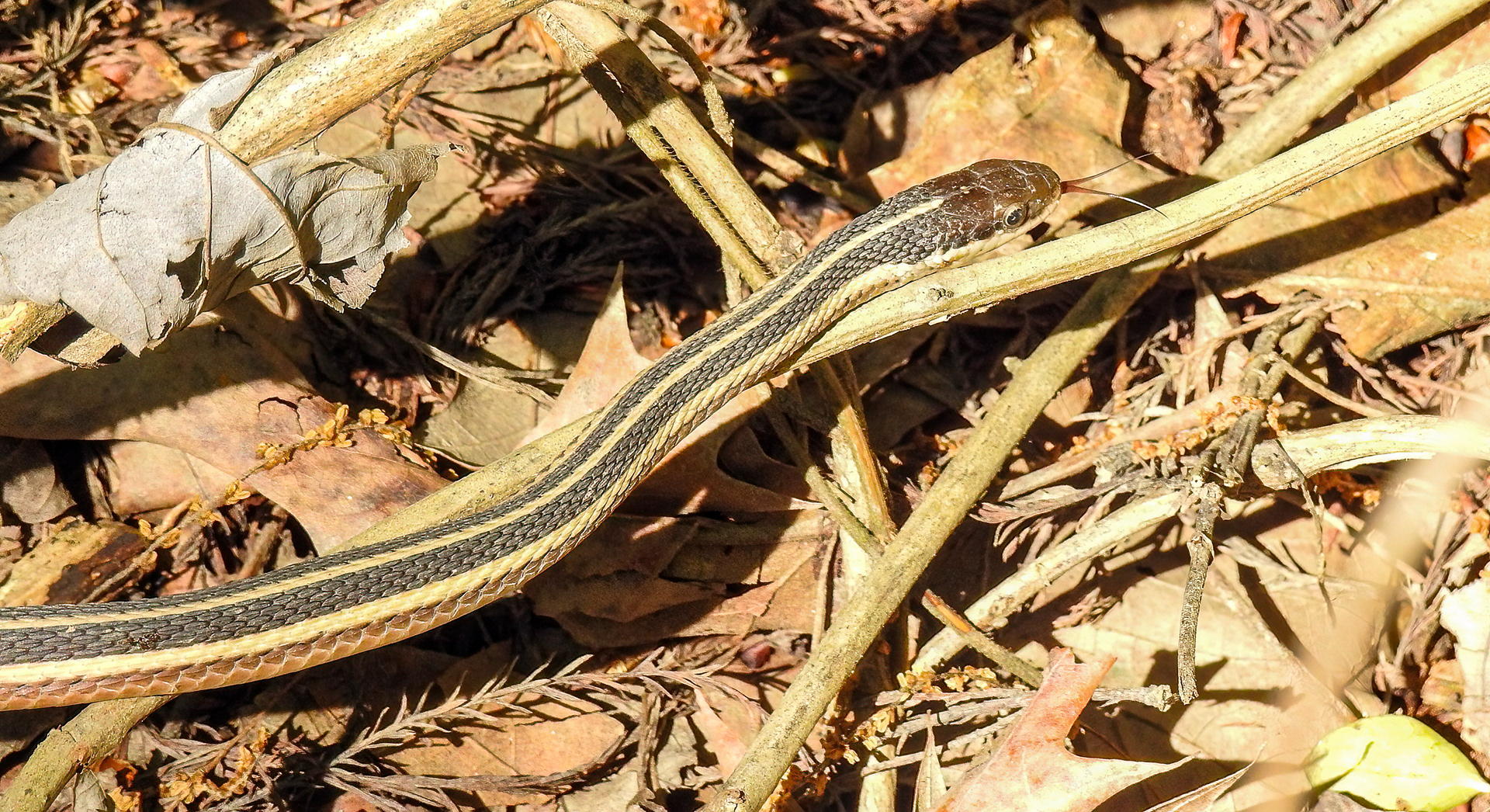 Ribbon Snake