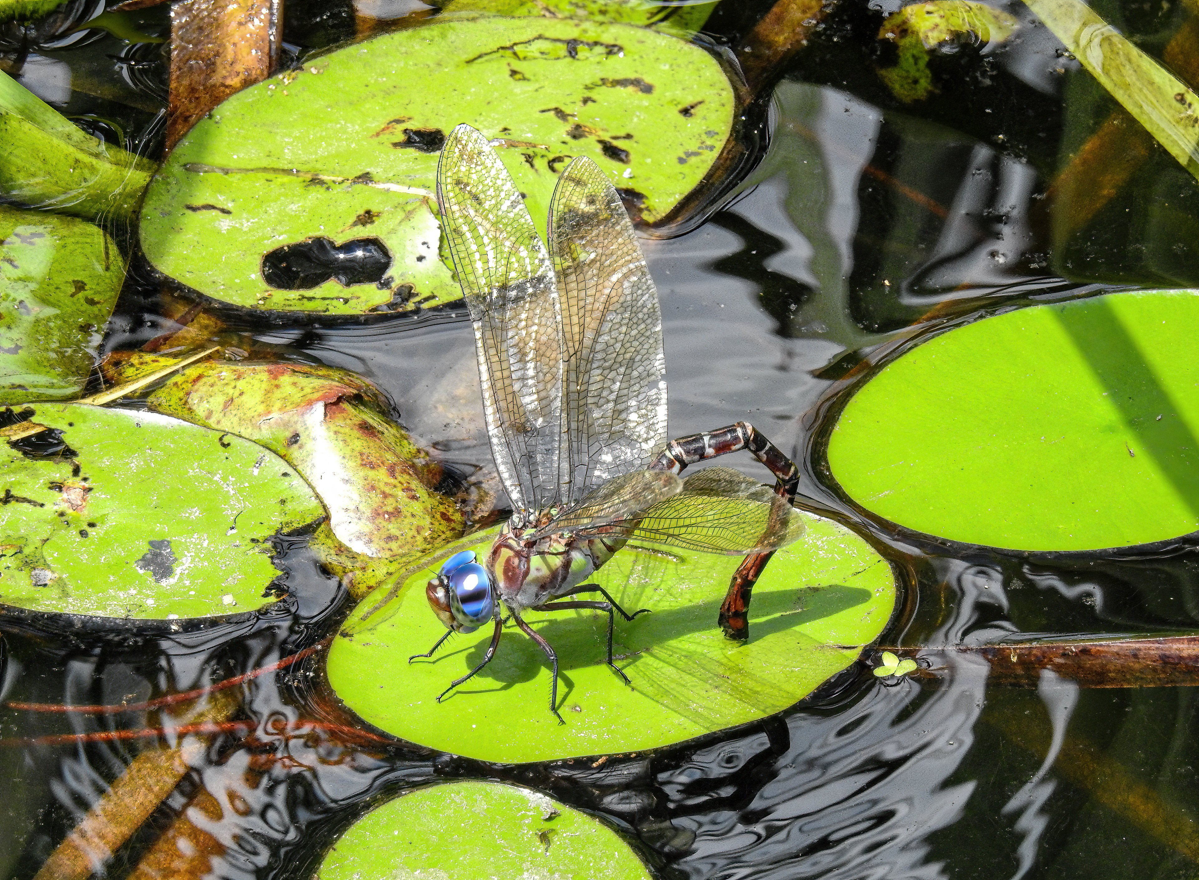 Female Regal Darner