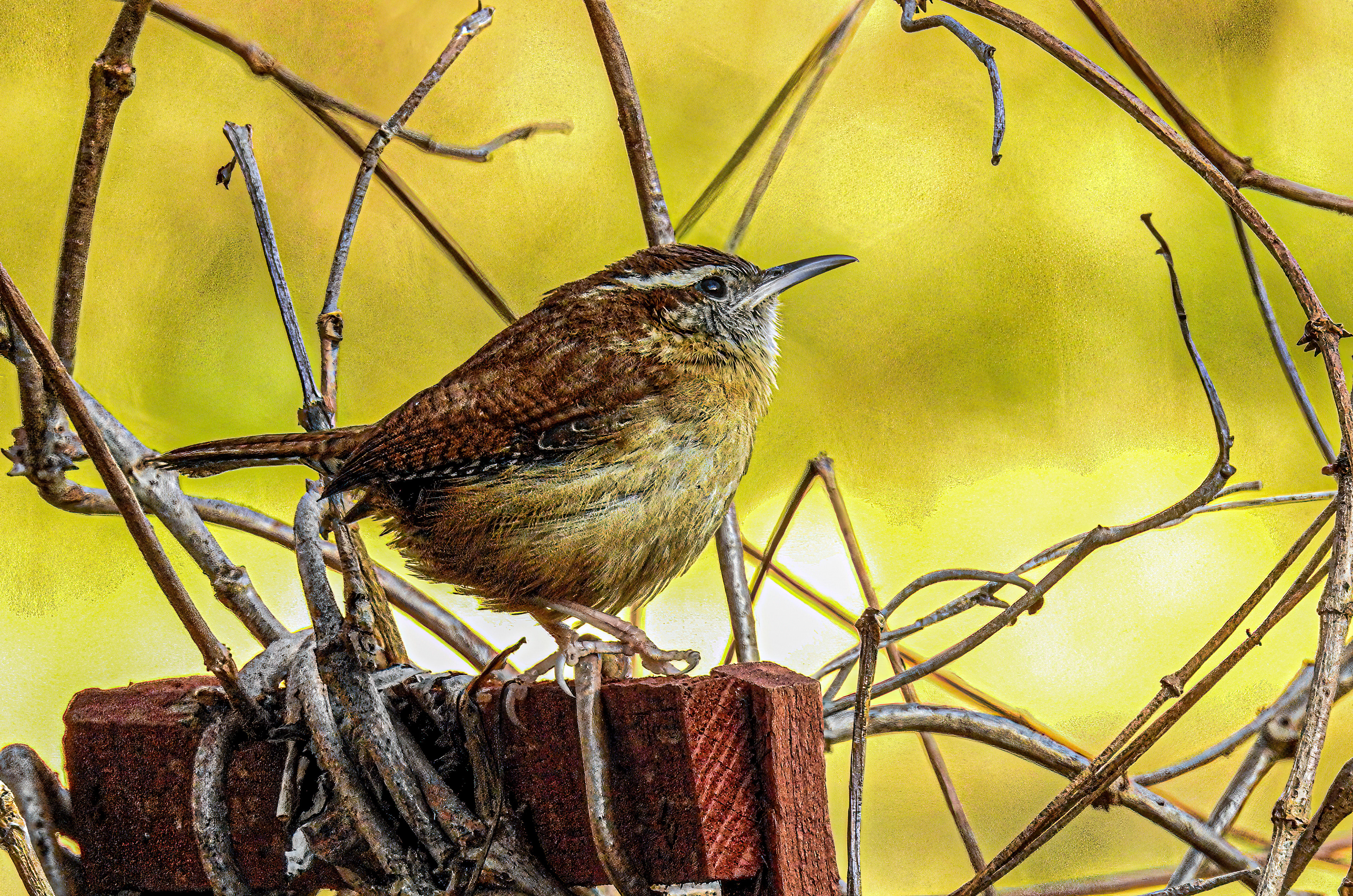 Carolina Wren