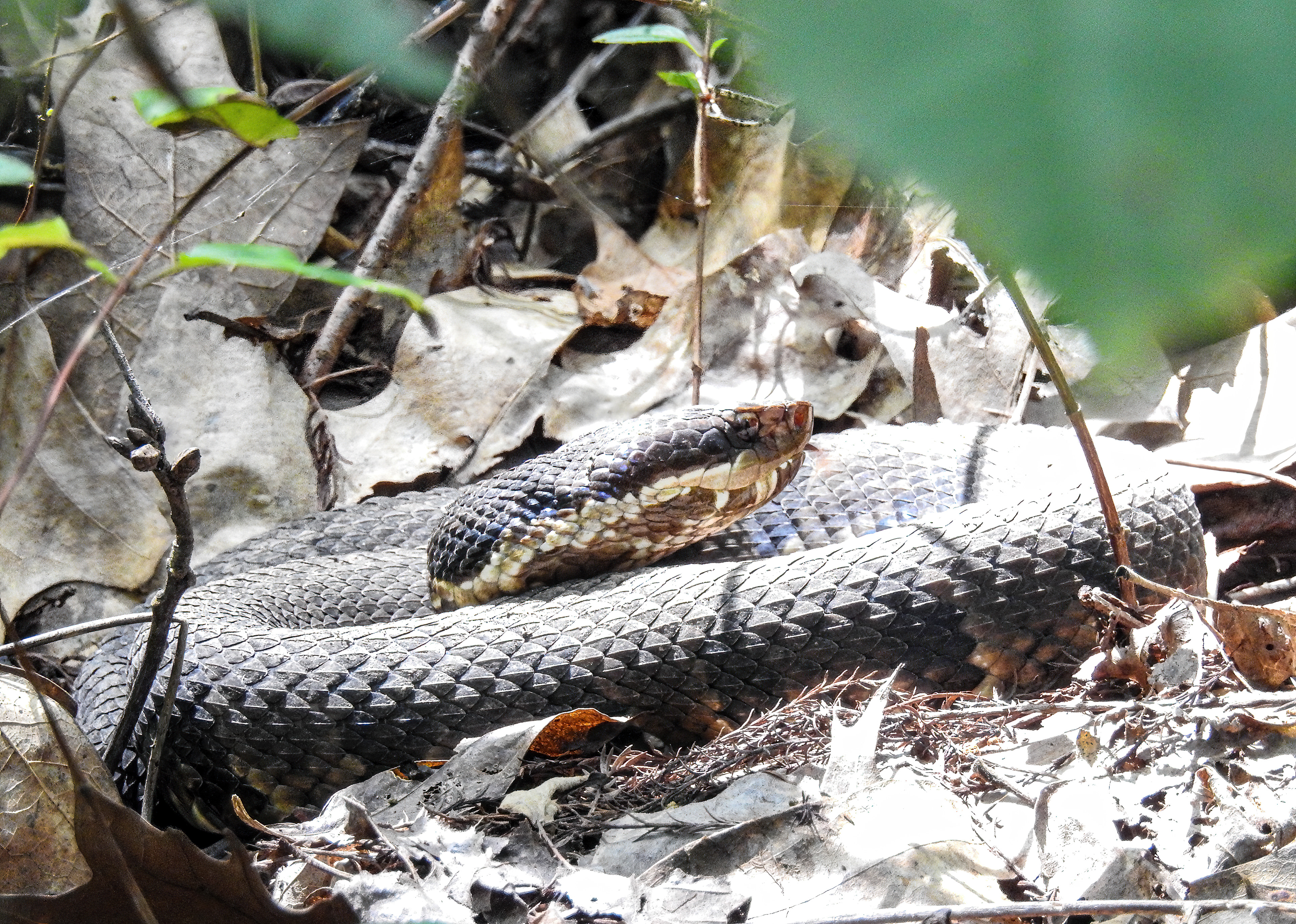 Cottonmouth