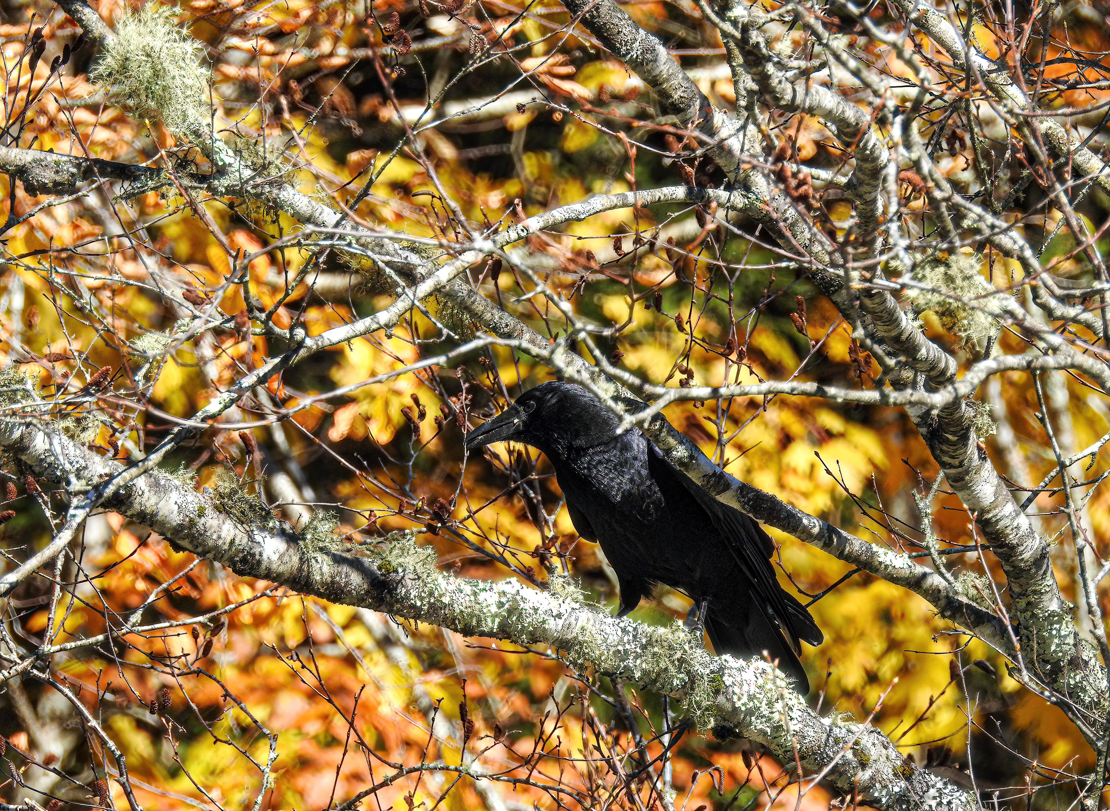 American Crow