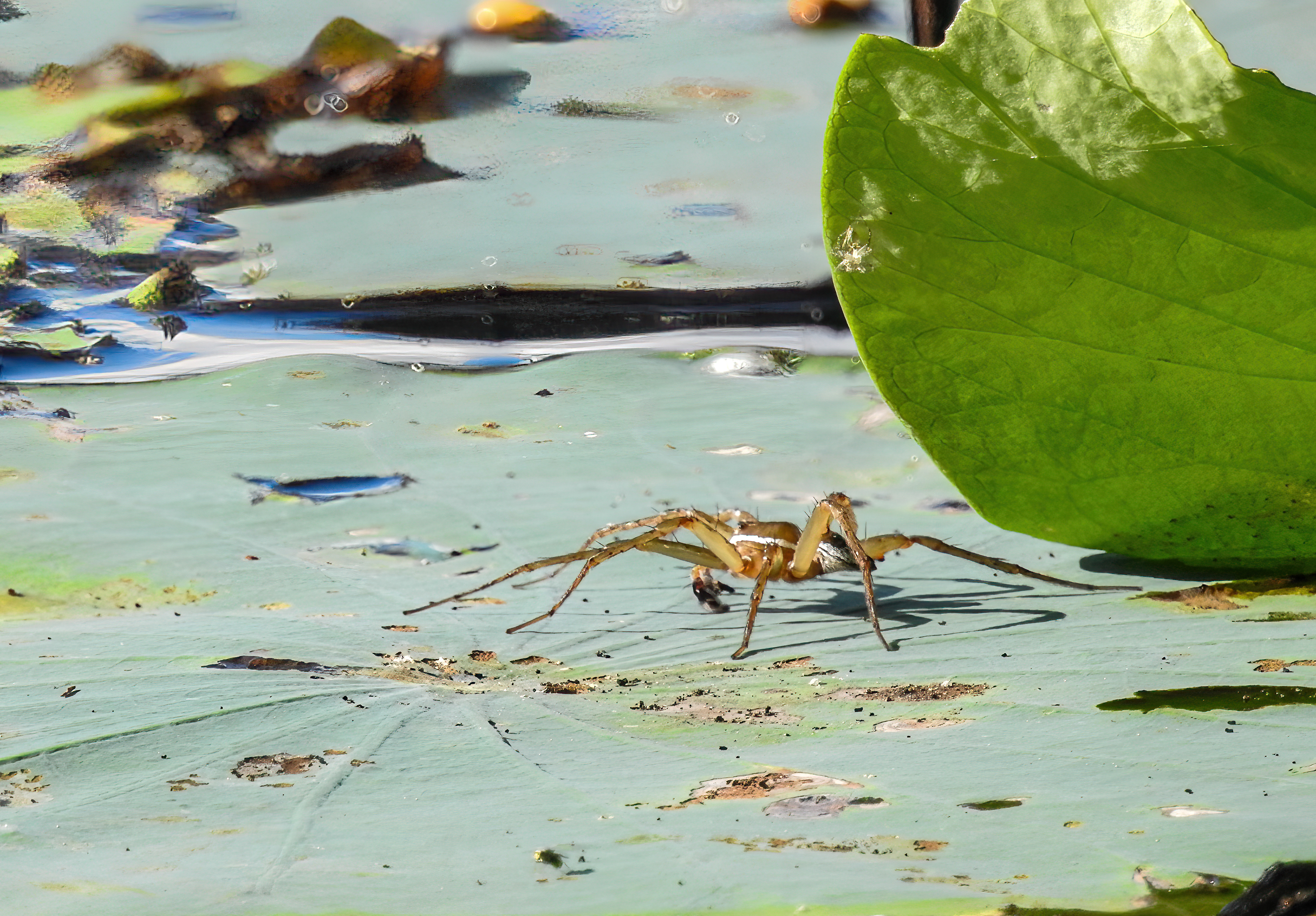 Six-spotted Fishing Spider