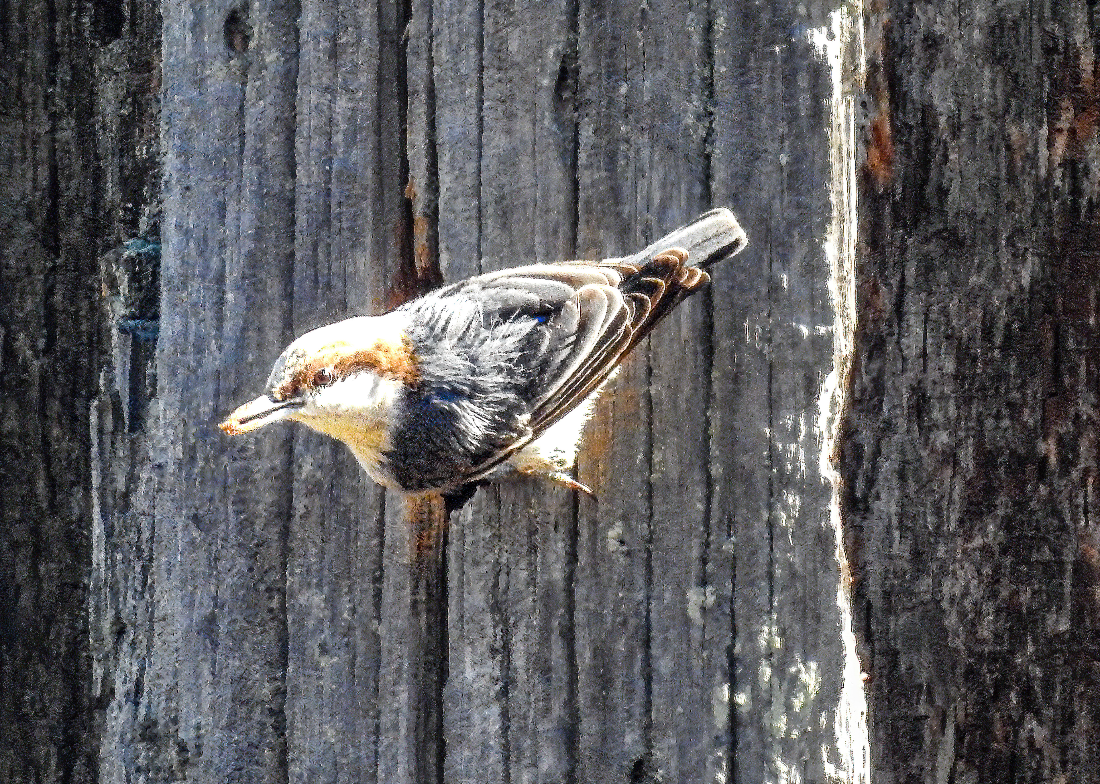 Brown-headed Nuthatch