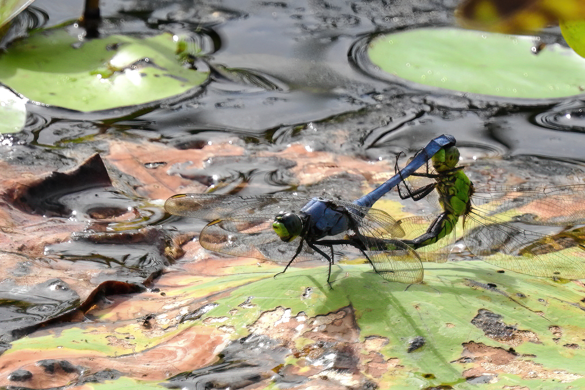 Eastern Pondhawk