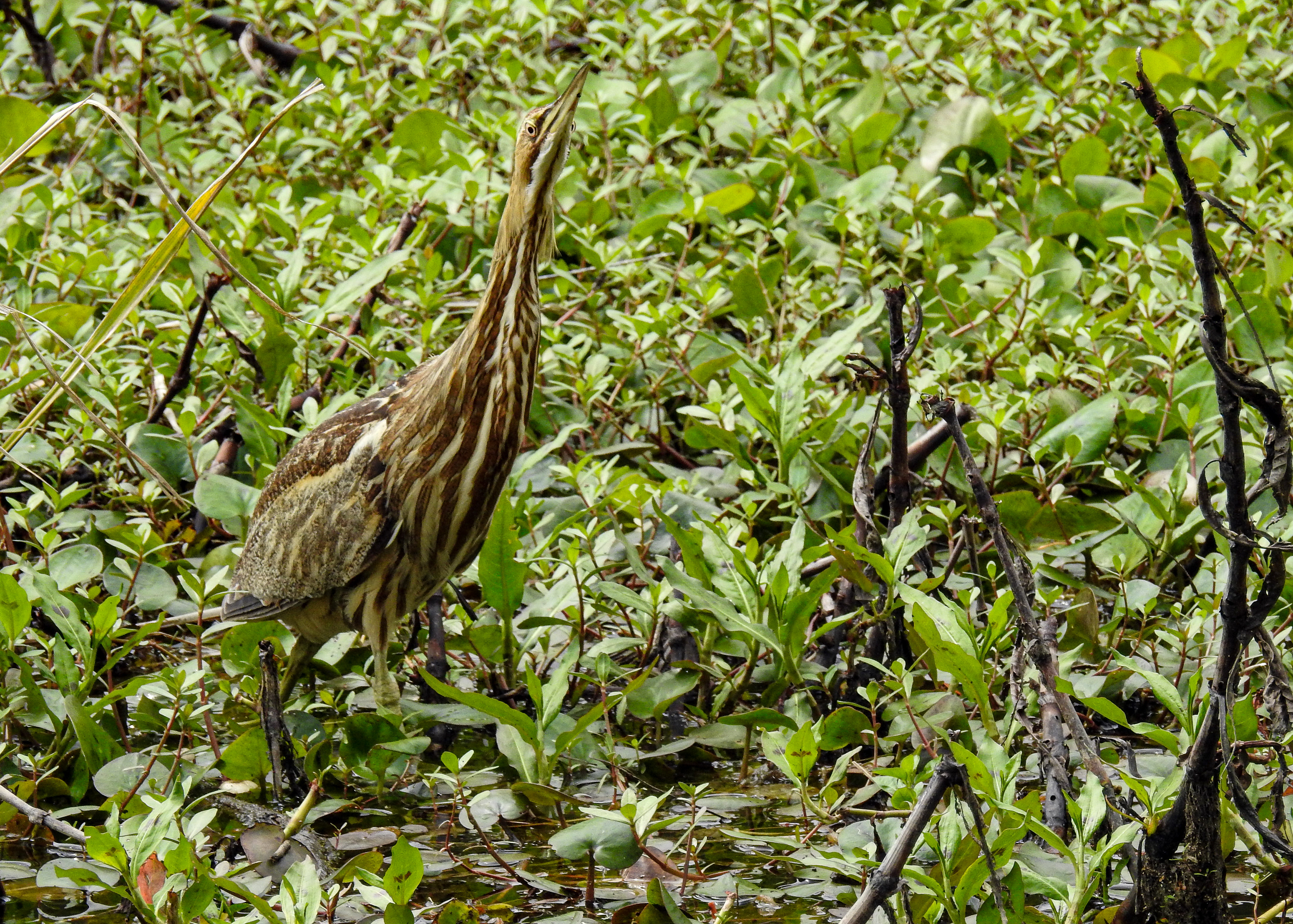 American Bittern