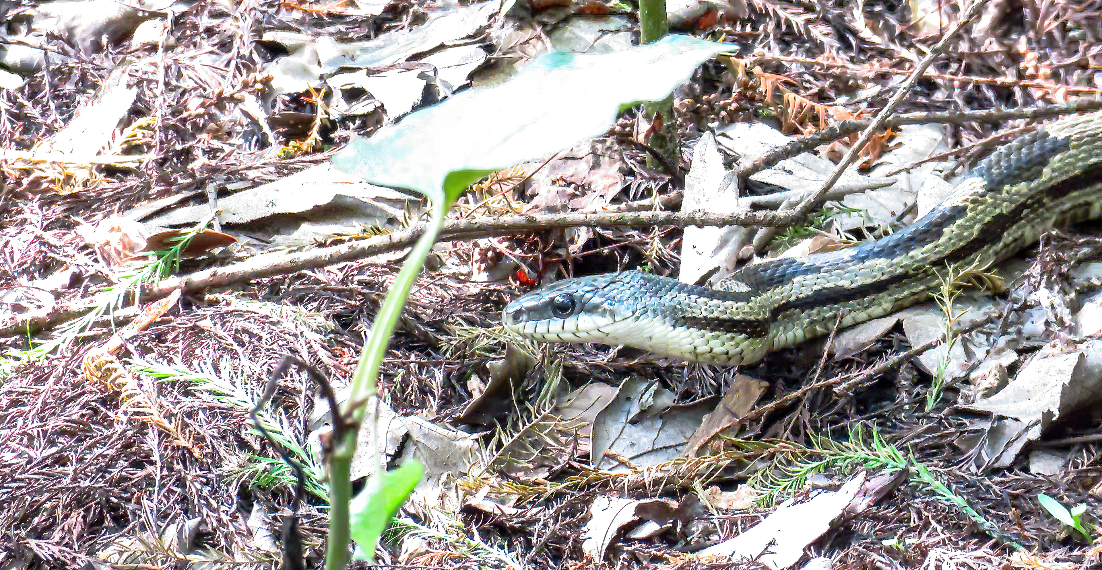 Grey Ratsnake