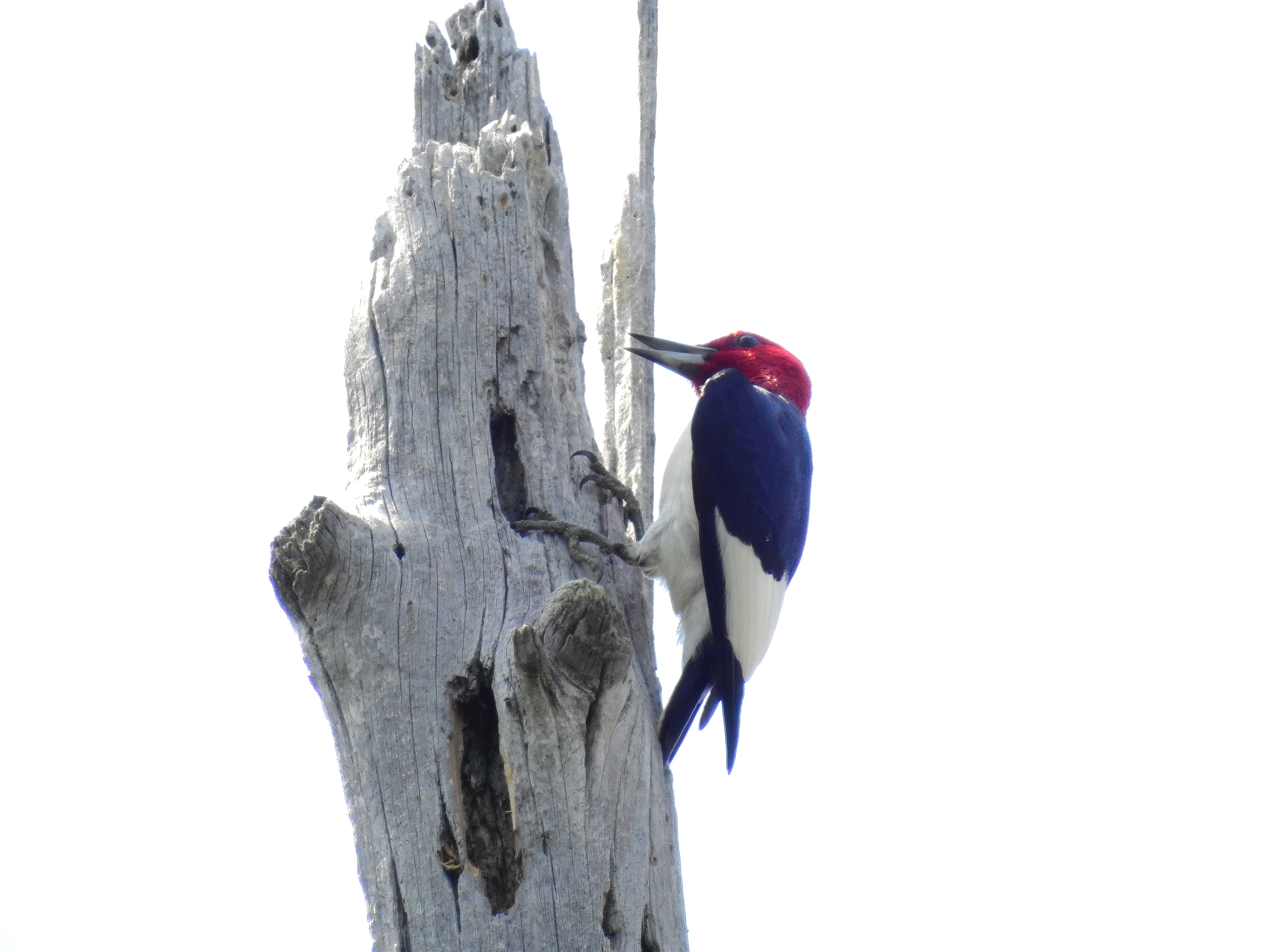 Red-headed Woodpecker
