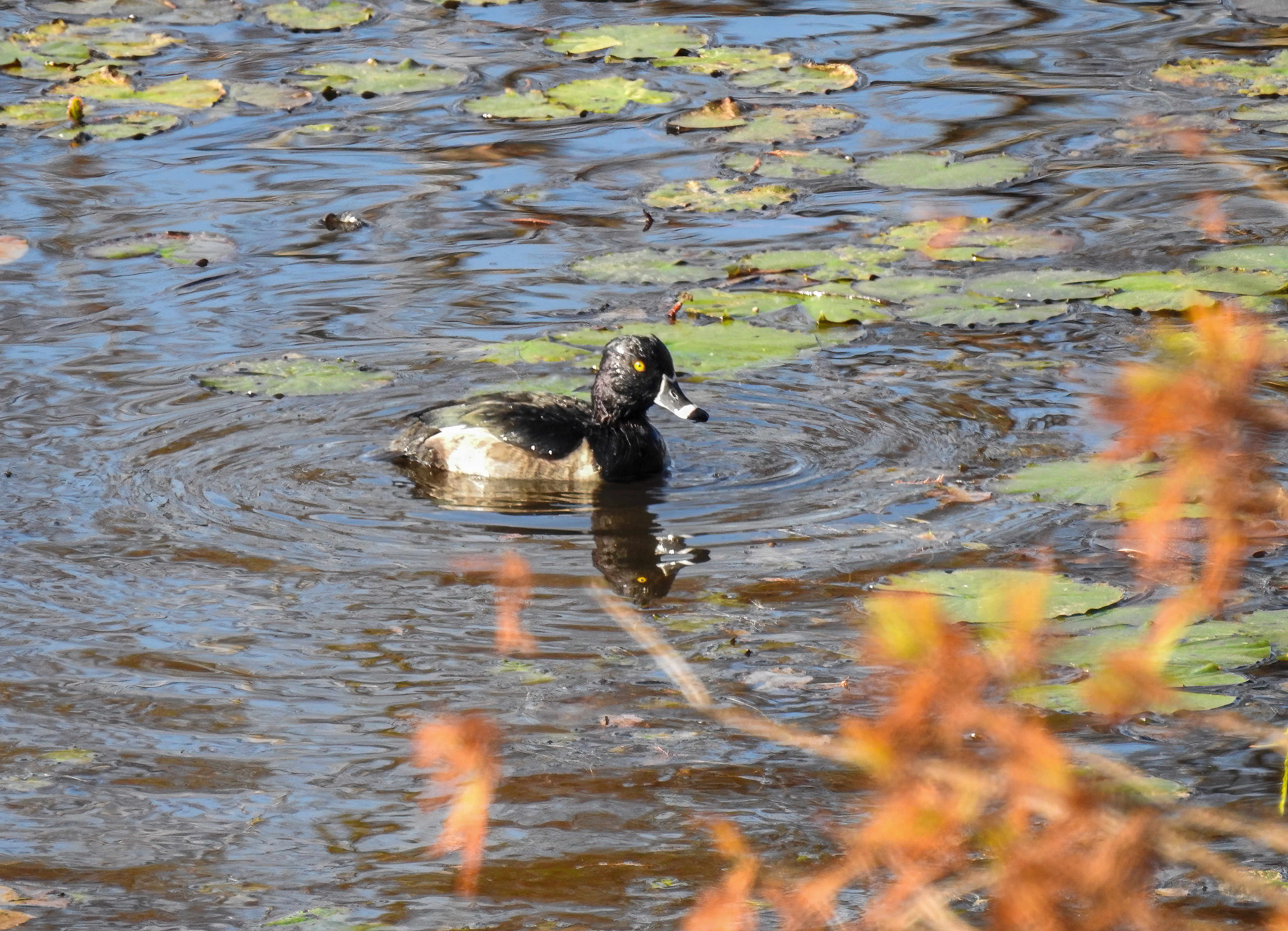Ring-necked Duck