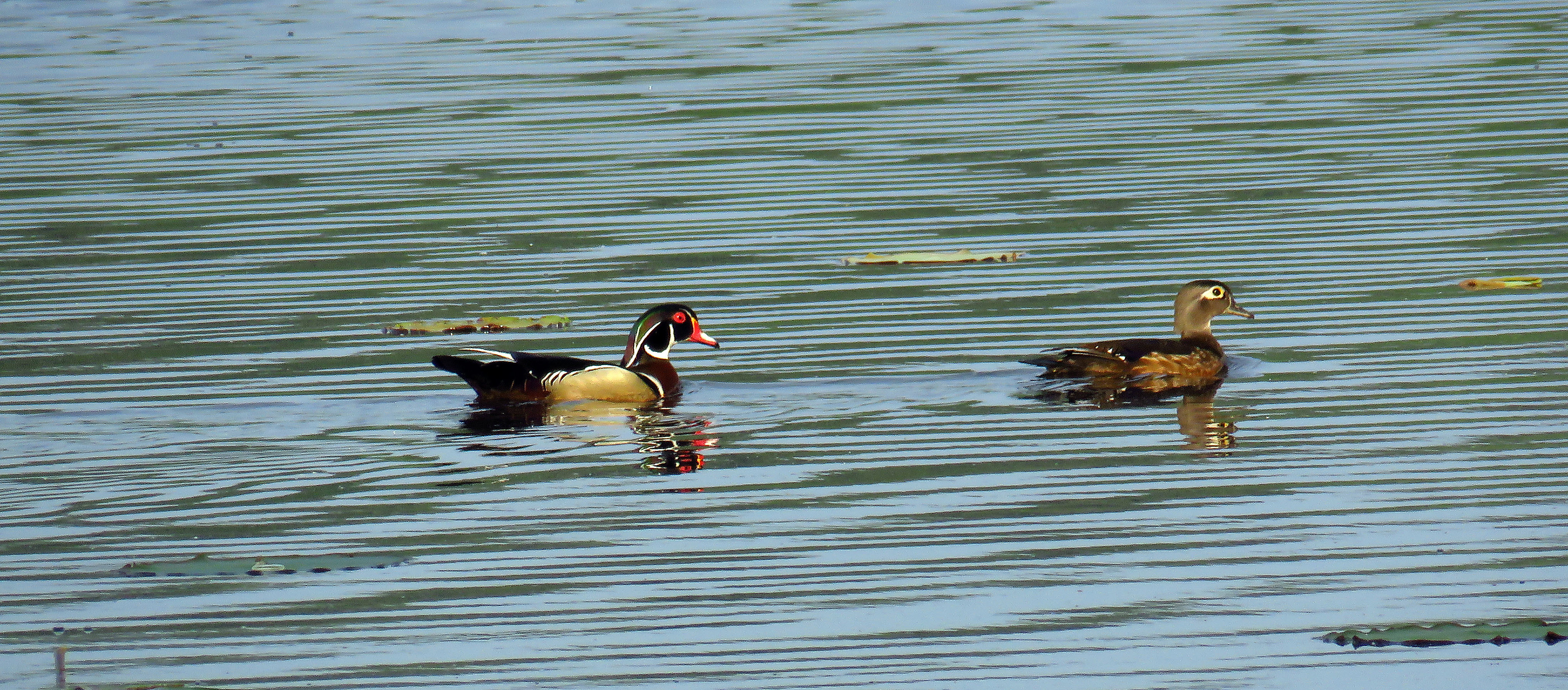 Male and Female Wood Ducks