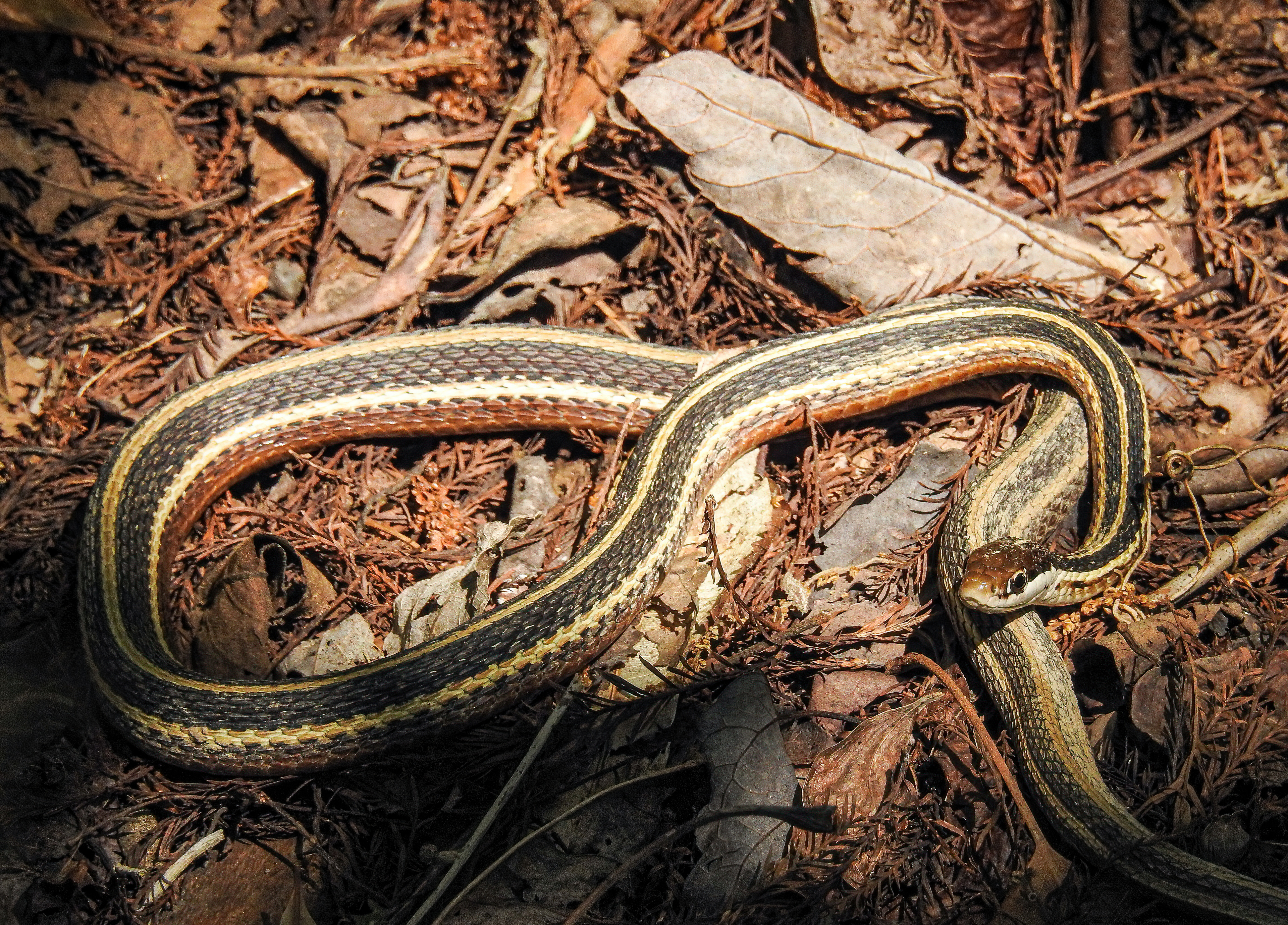 Ribbon Snake