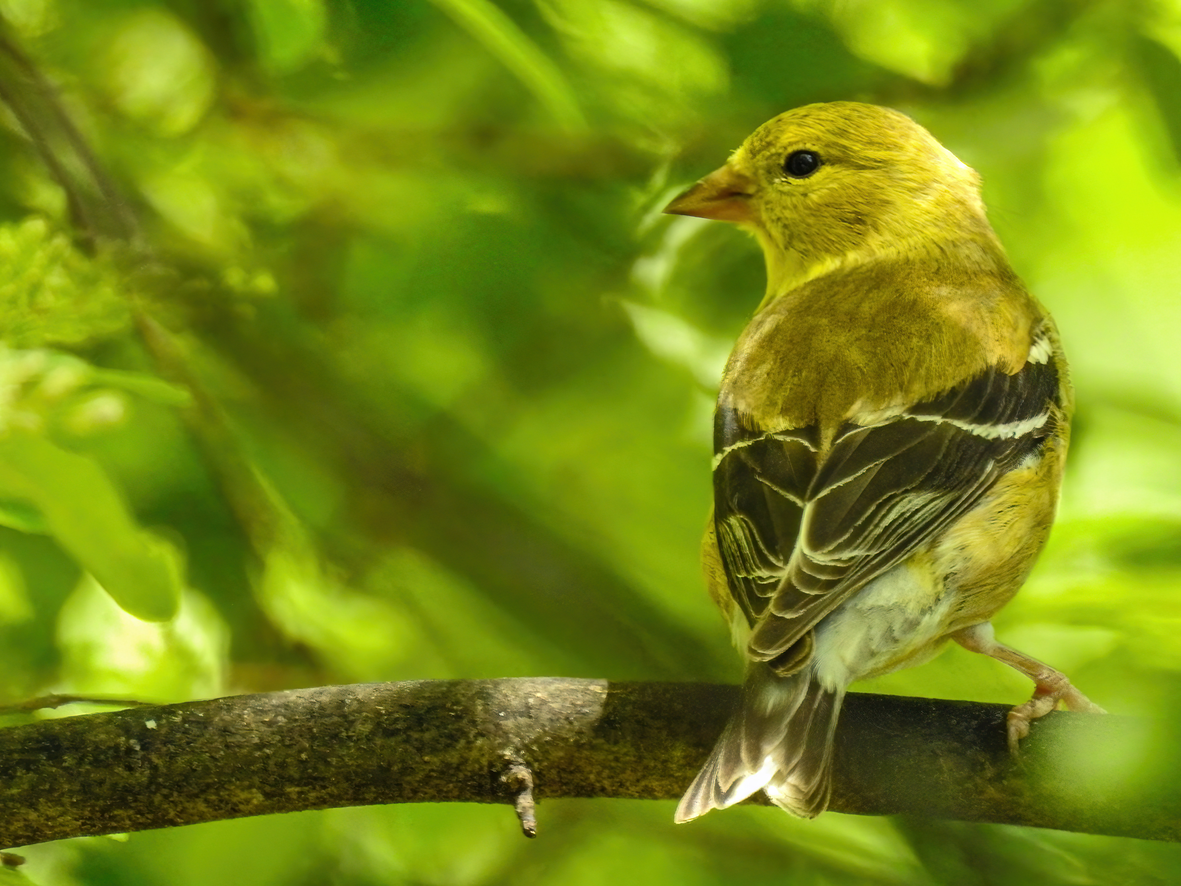 American Goldfinch