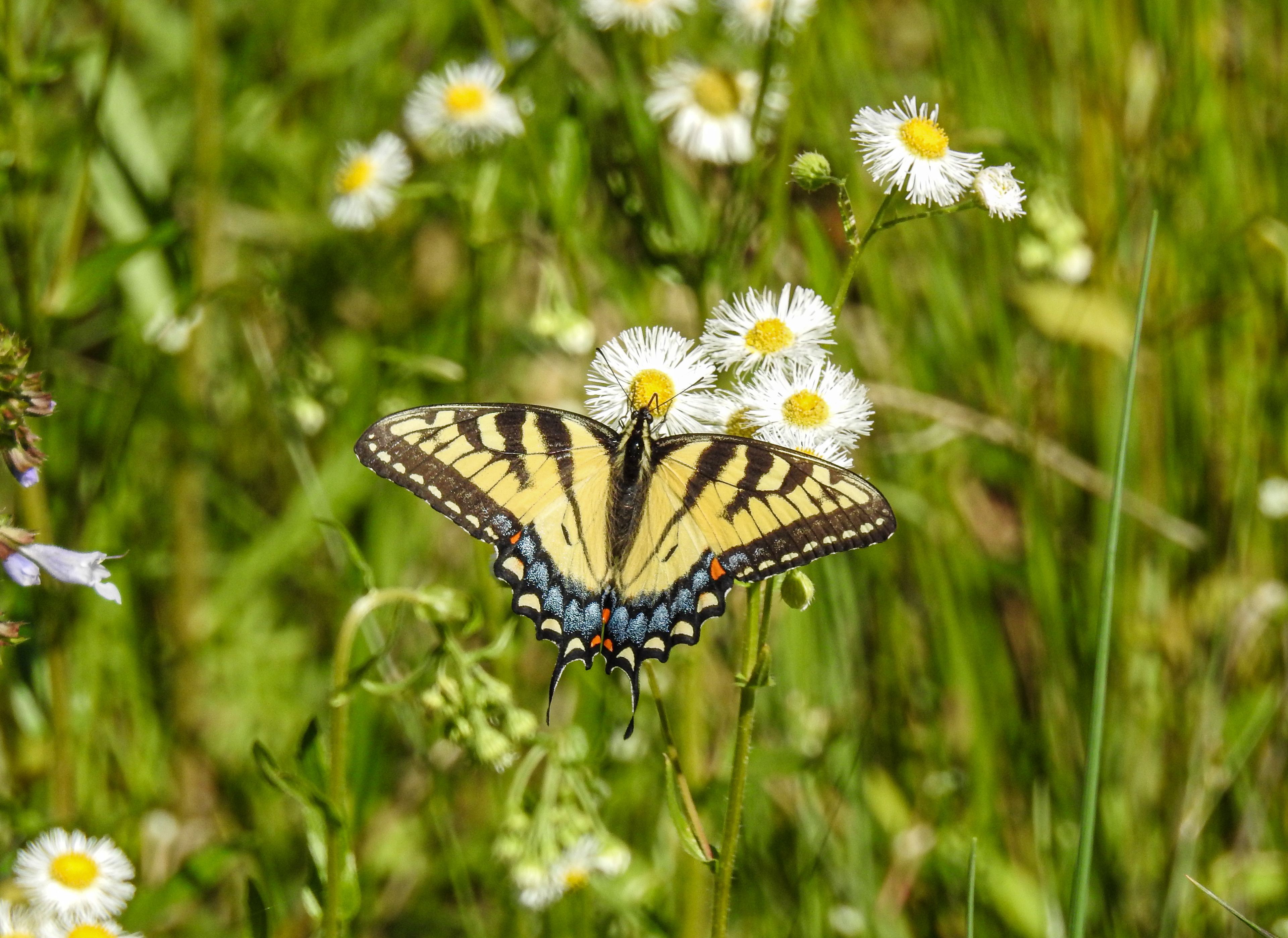 Eastern Tiger Swallowtail