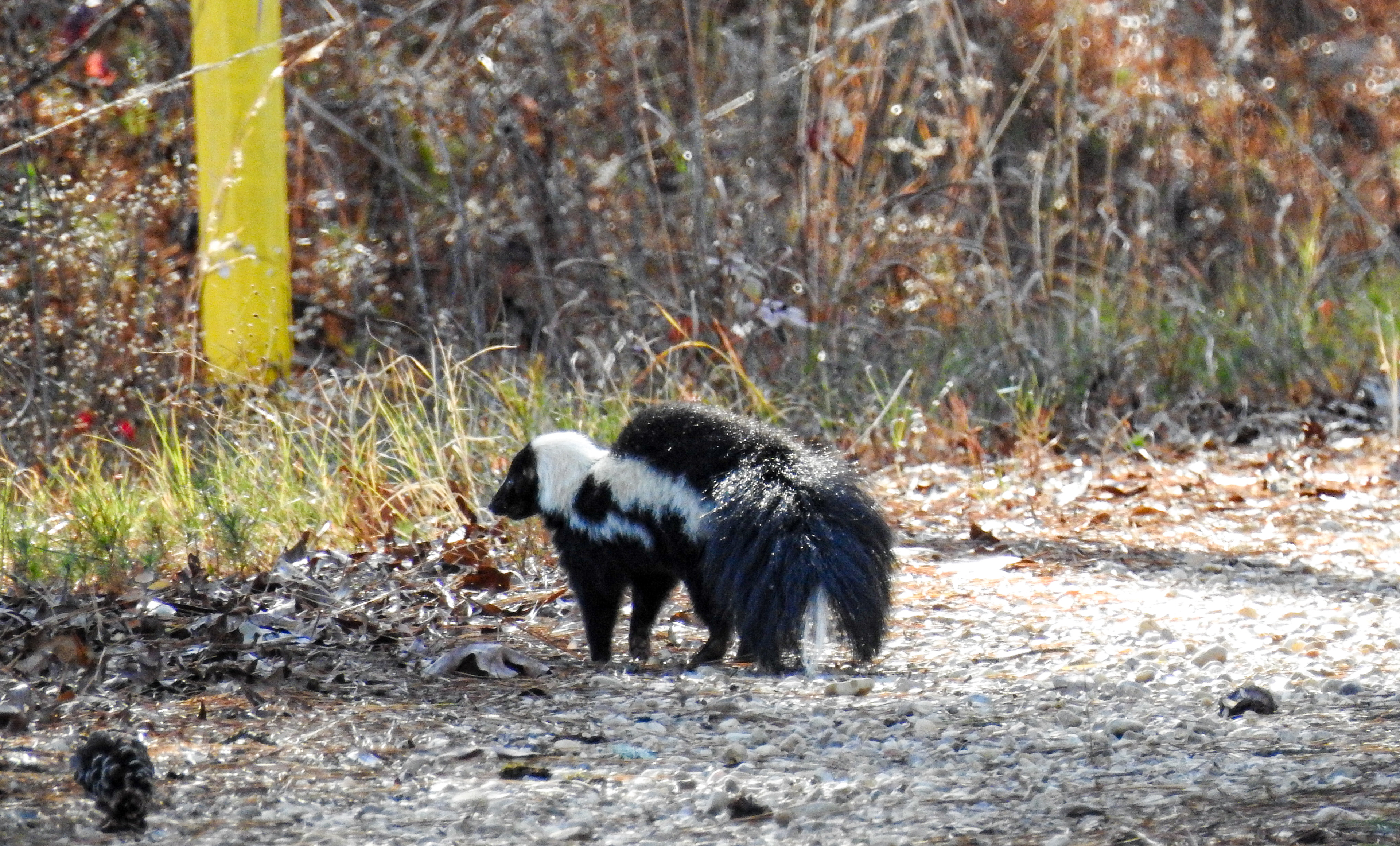 Skunk