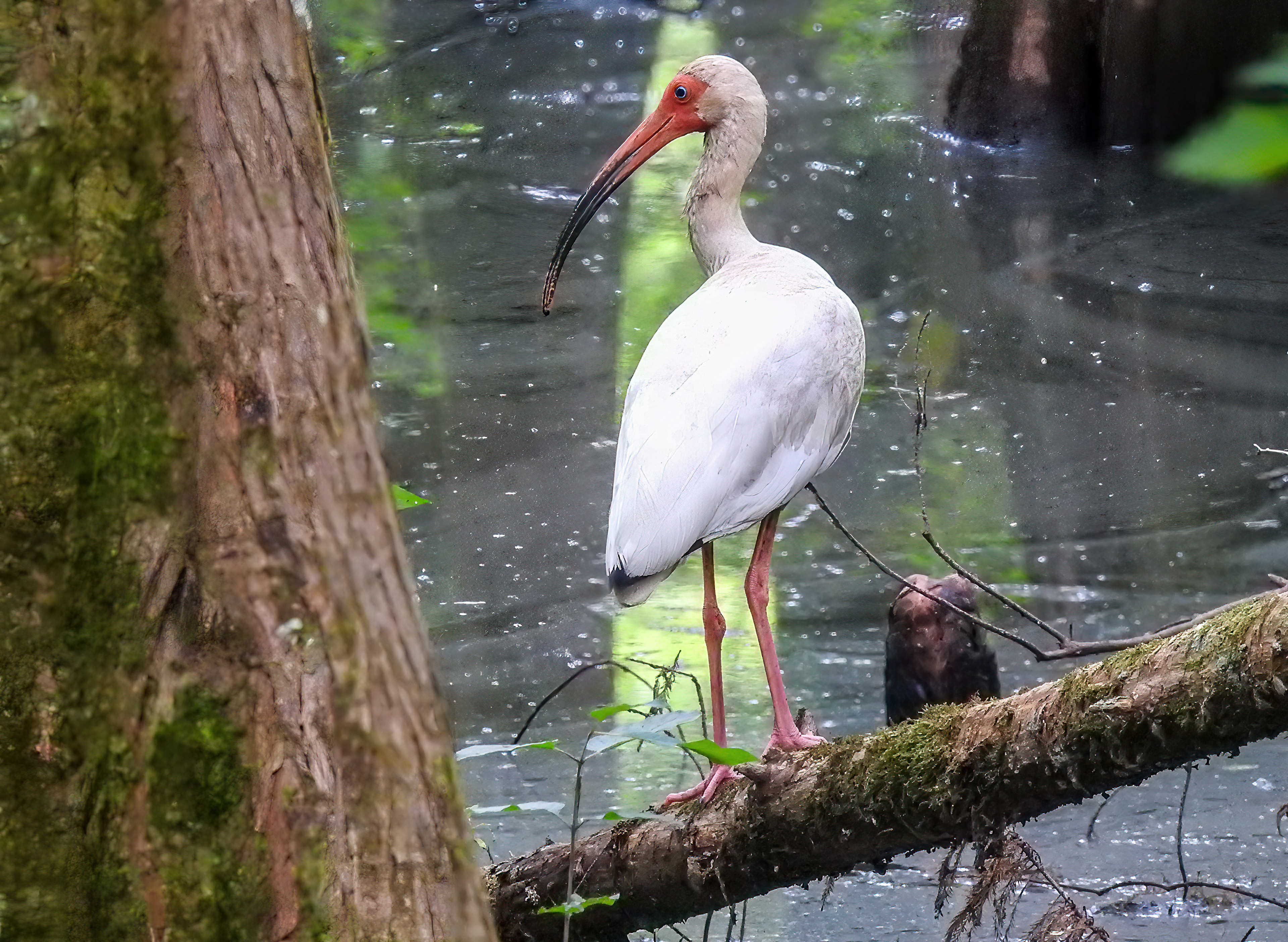 White Ibis