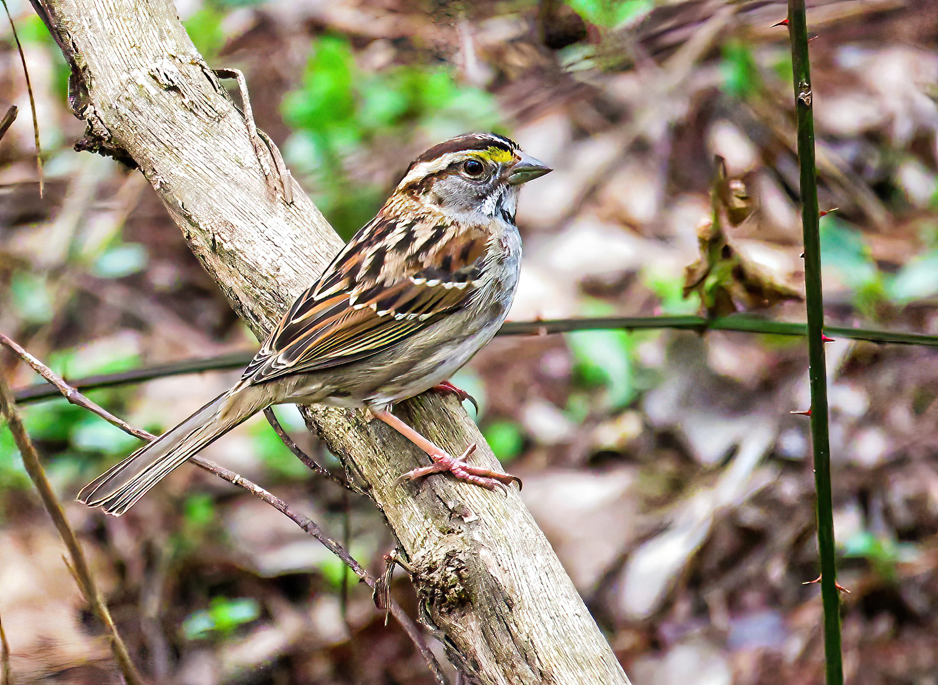 White-throated Sparrow