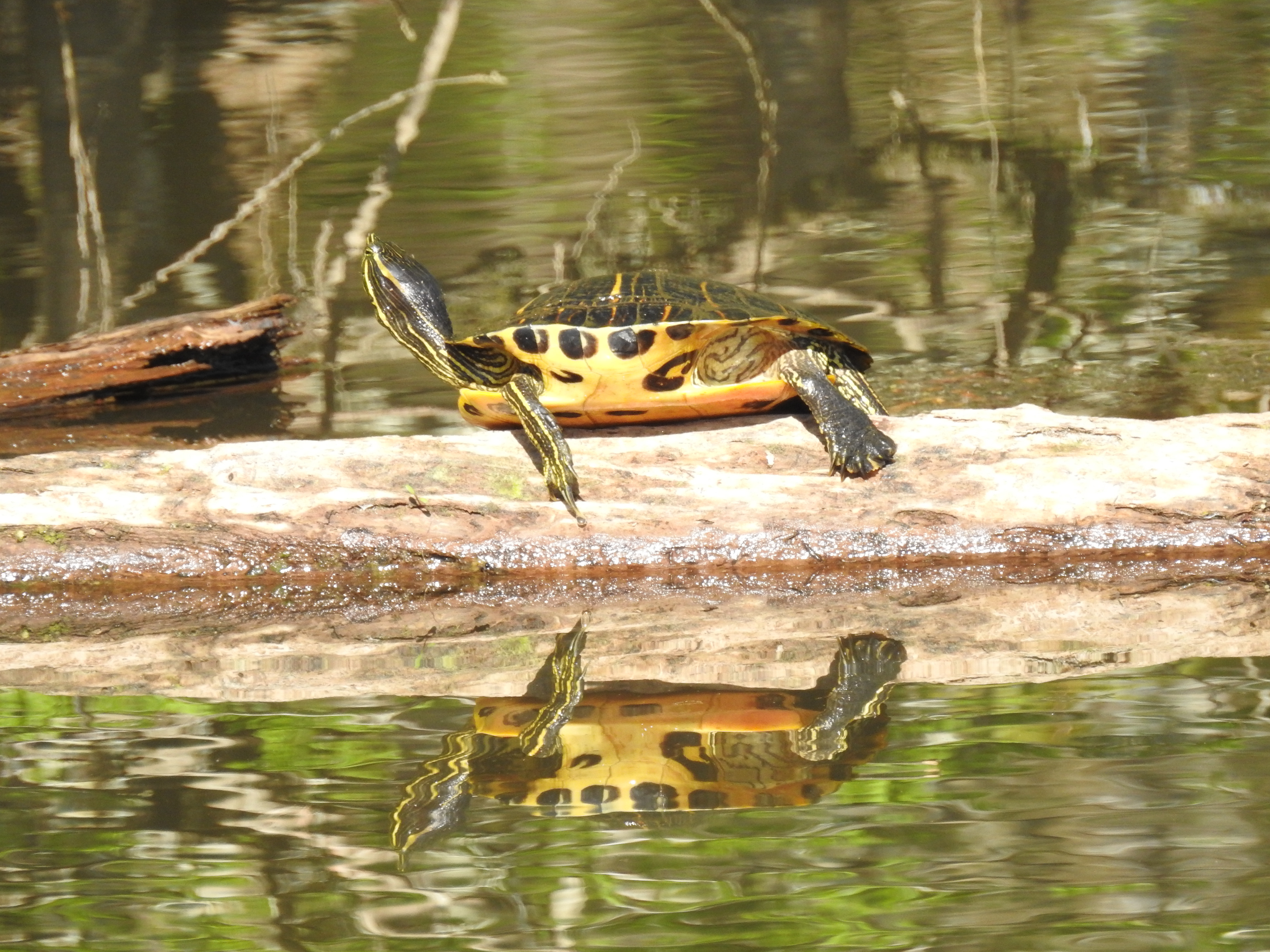 Common Slider