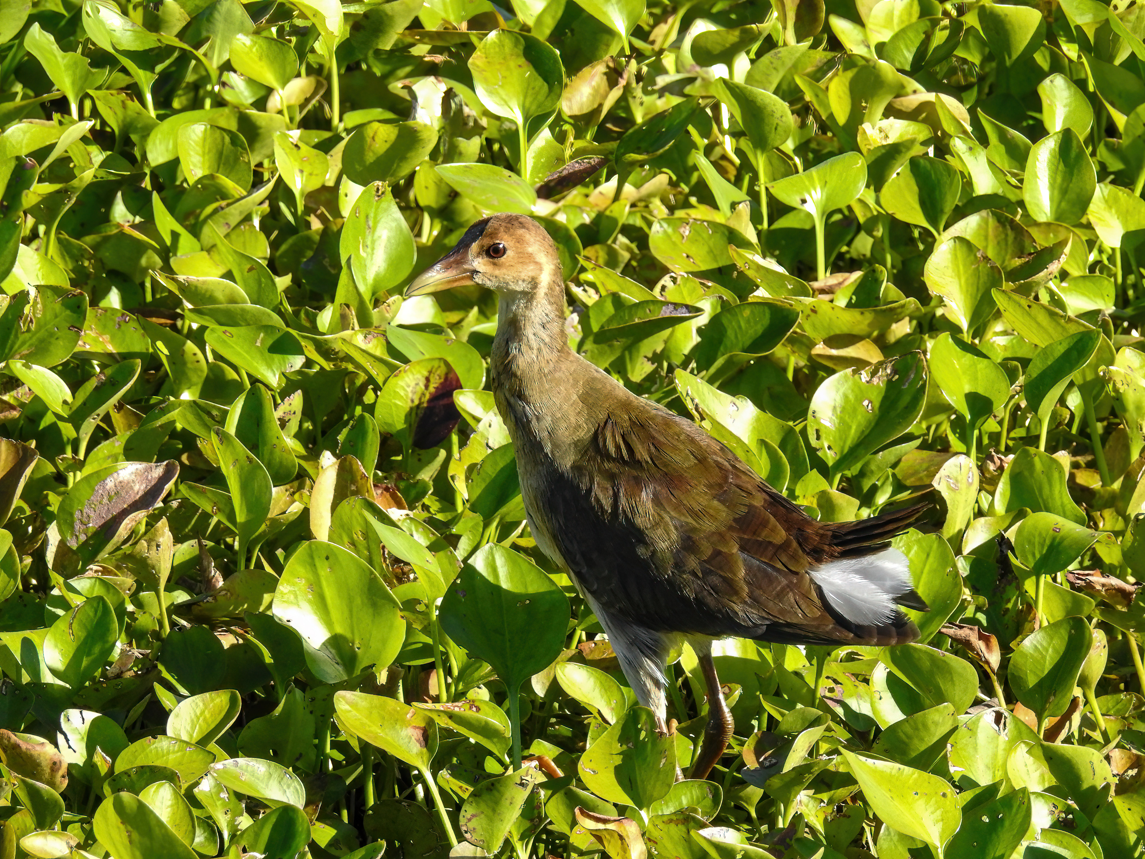 Purple Gallinule