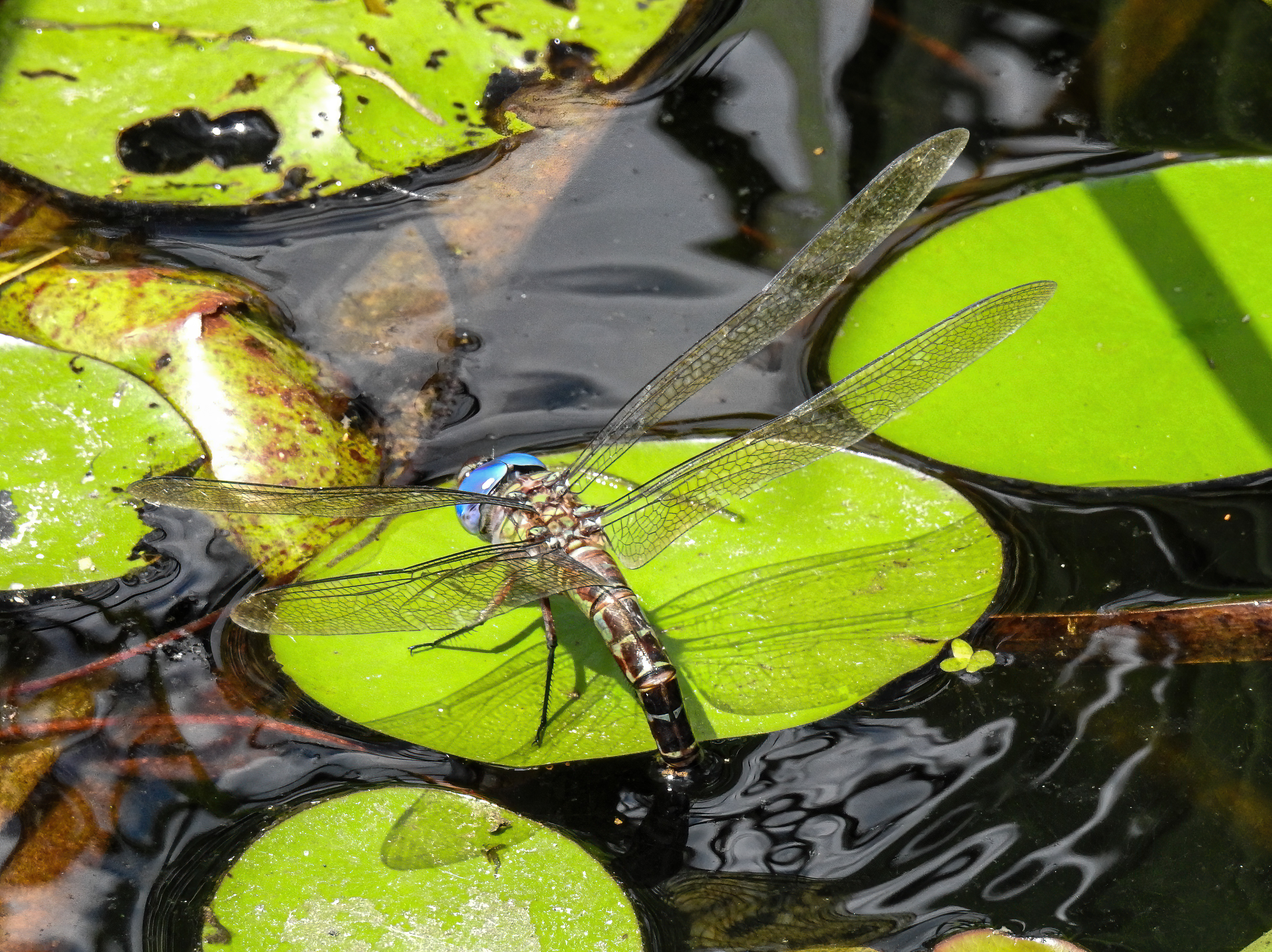 Female Regal Darner laying eggs