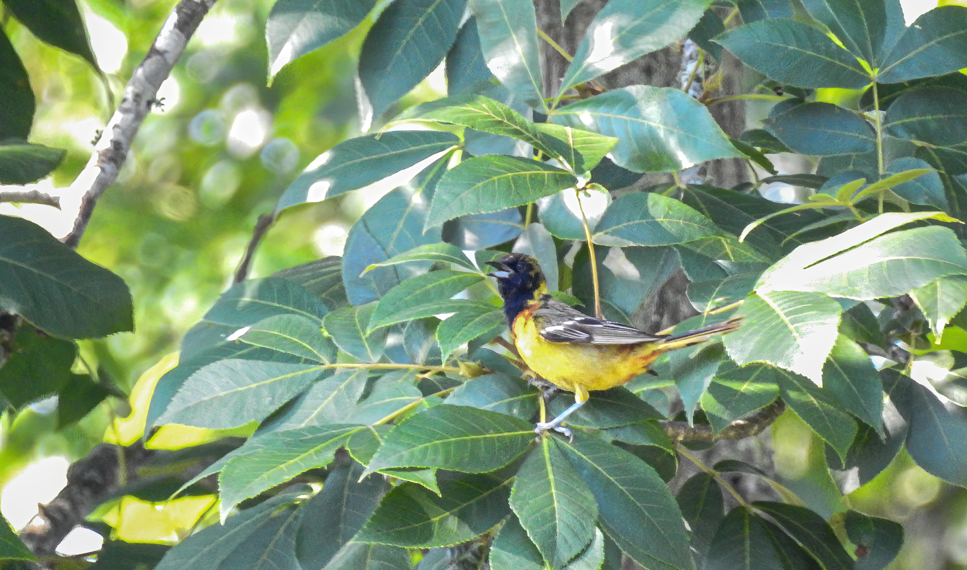 Orchard Oriole