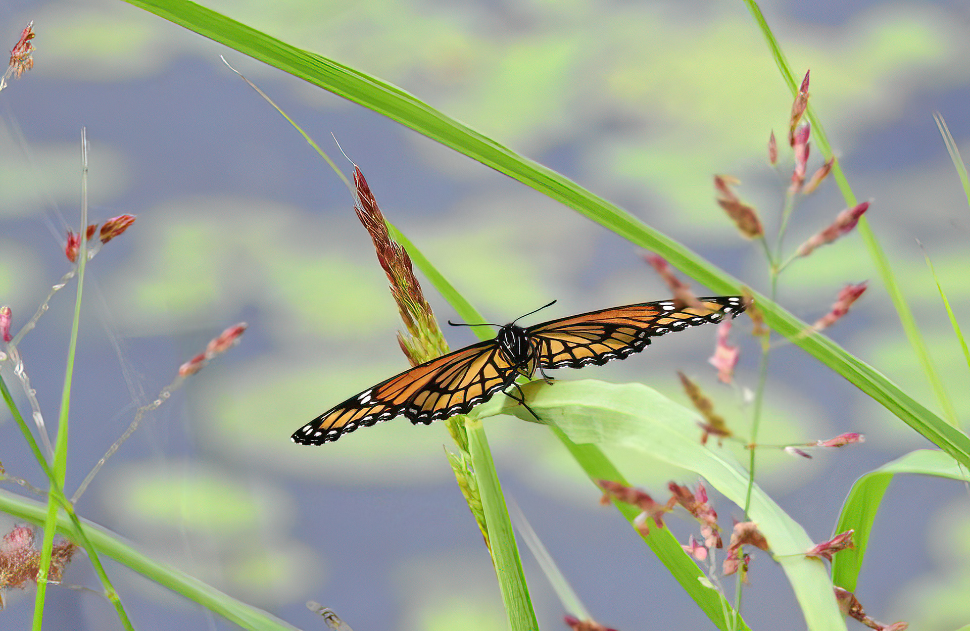 Viceroy