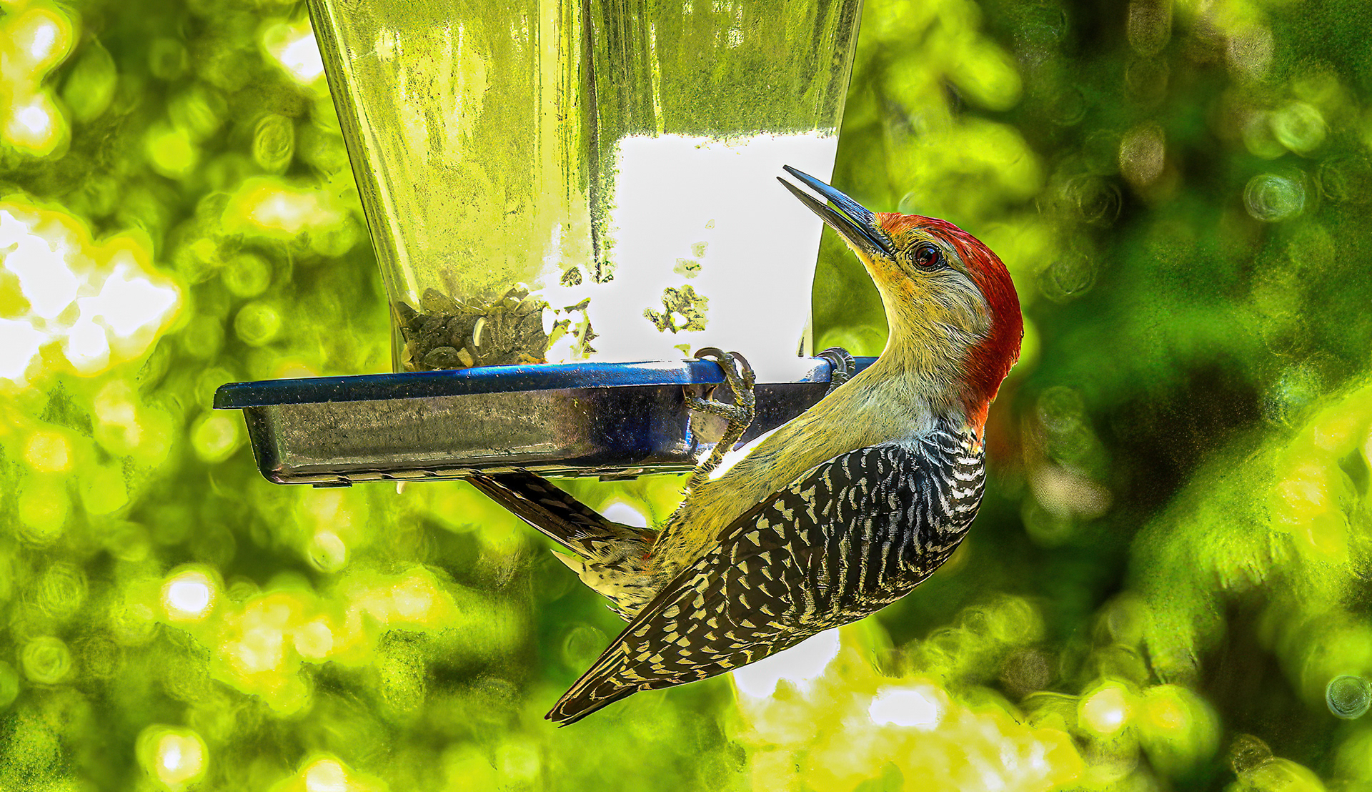 Red-bellied Woodpecker