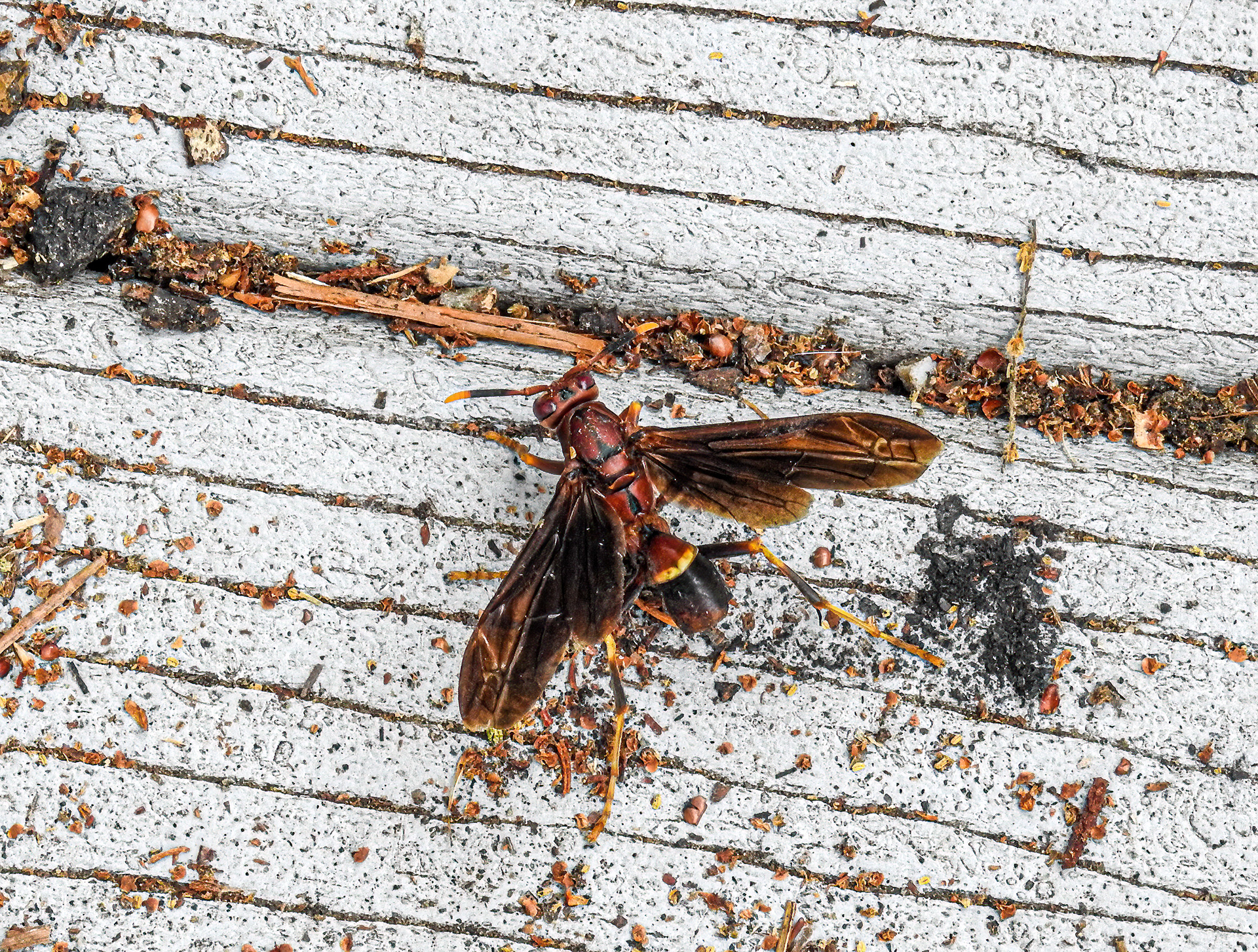 Ringed Paper Wasp