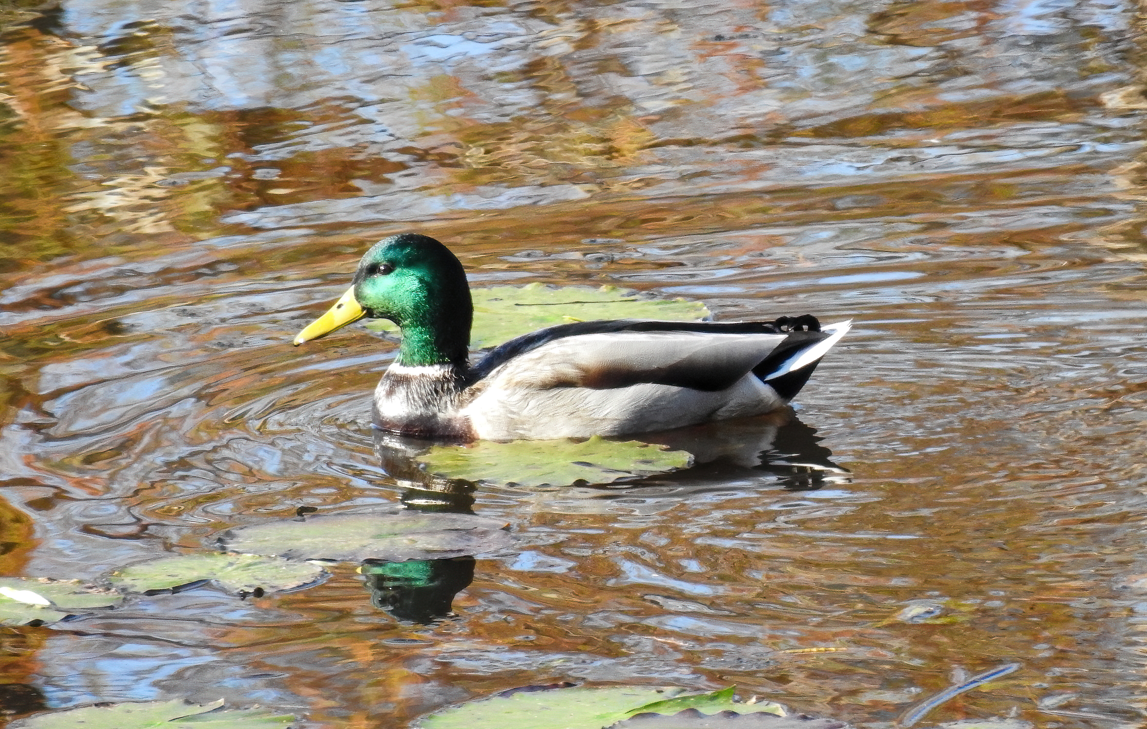Mallard
