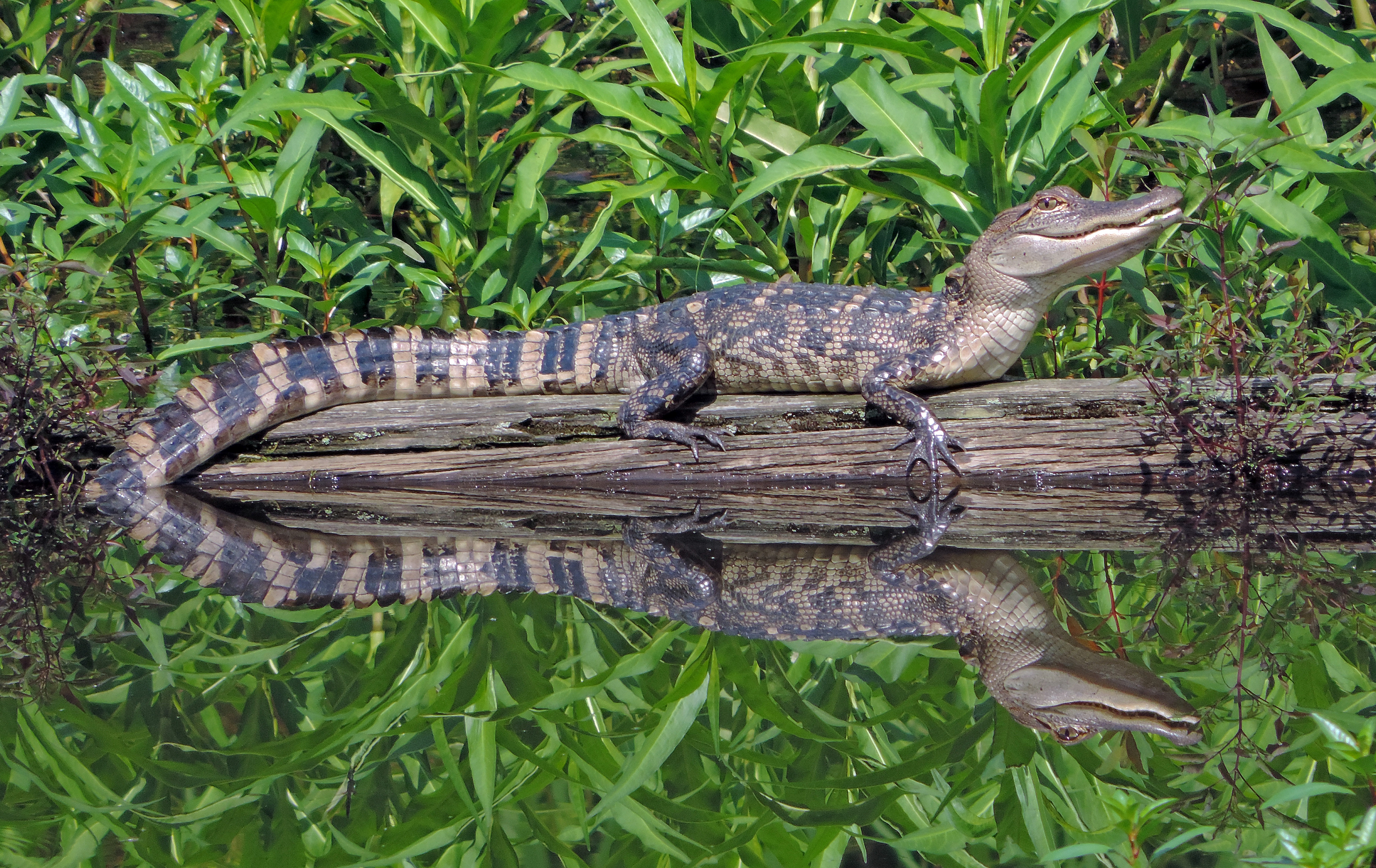 American Alligator