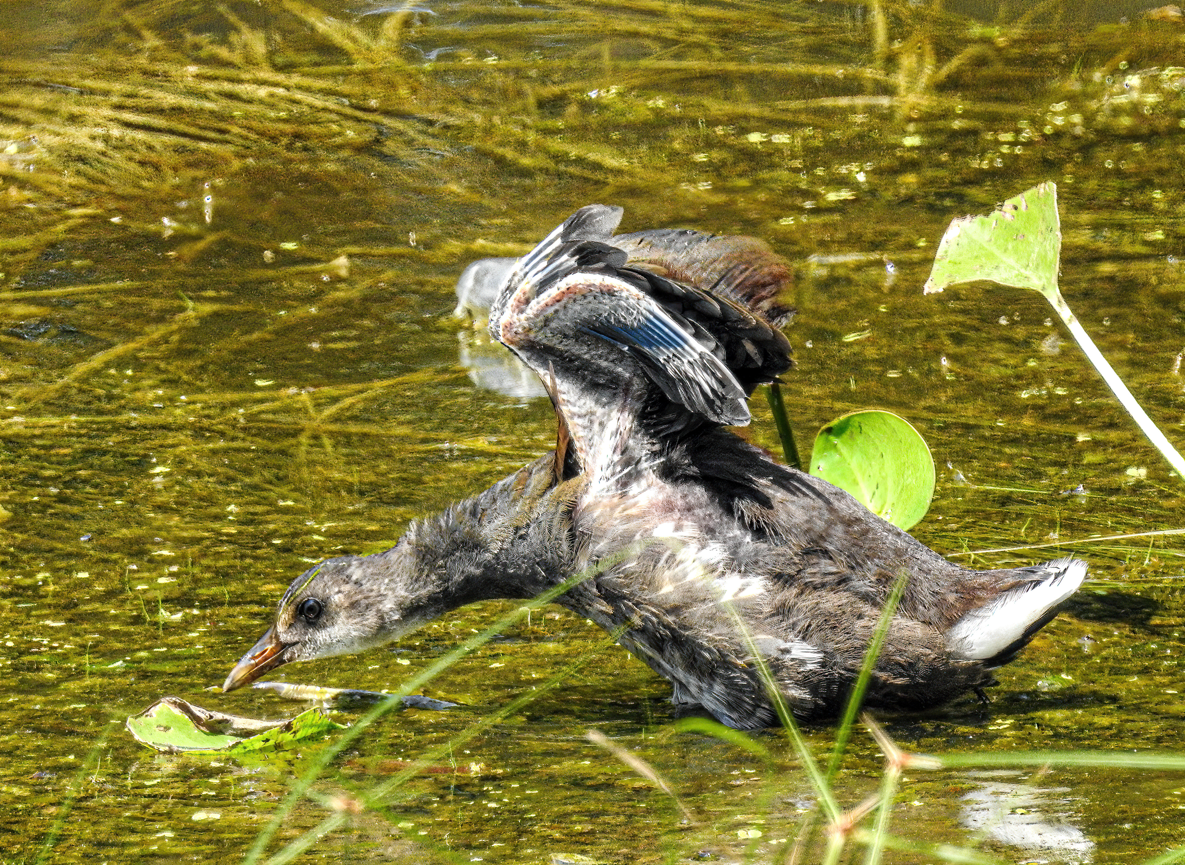 Common Gallinuel Juvenile