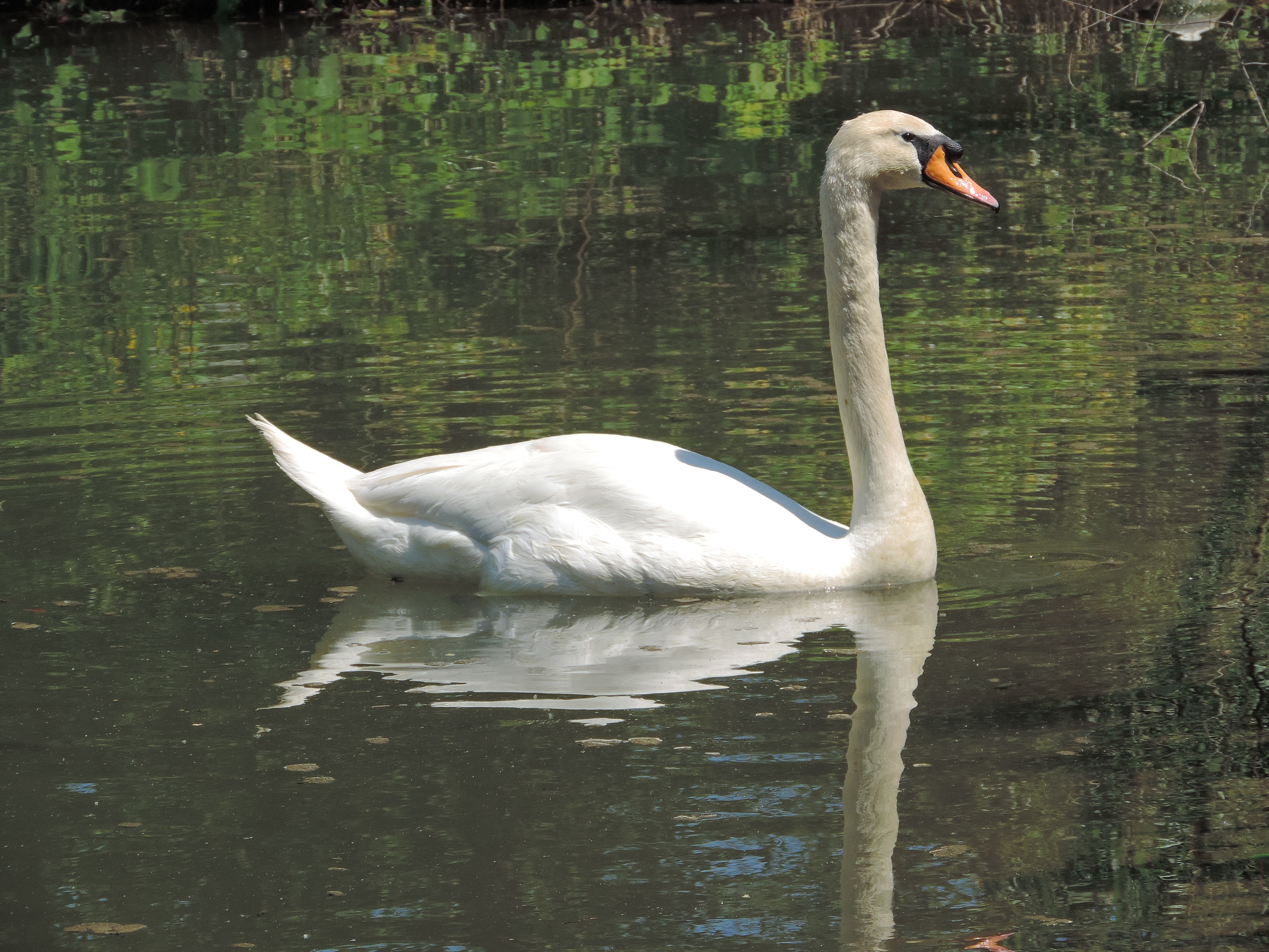 Goose: Birmingham Zoo