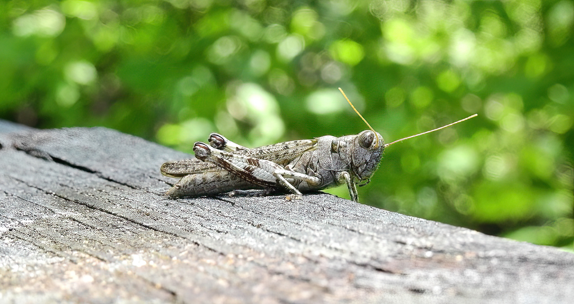 Pine Tree Spur-Throated Grasshopper