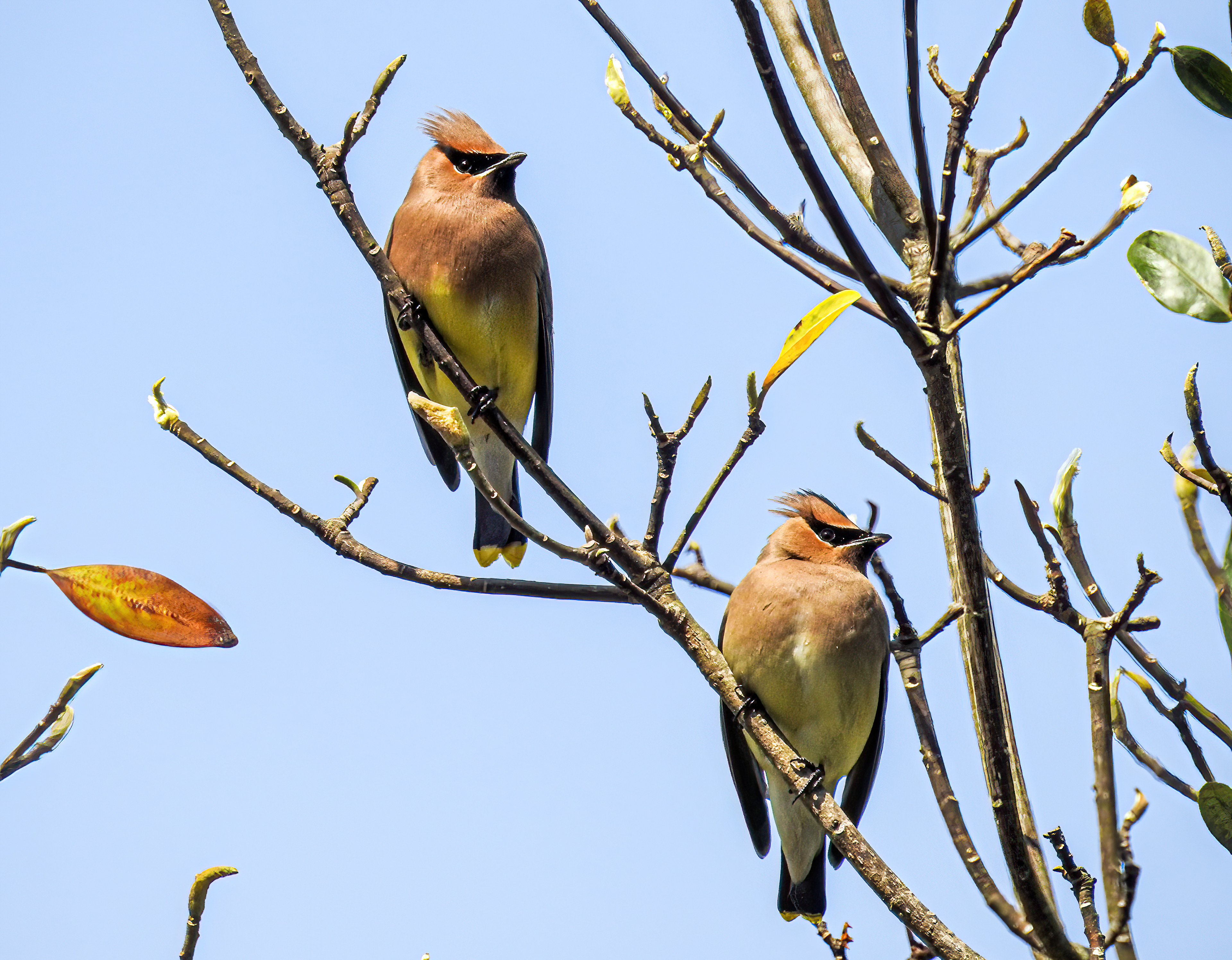 Cedar Waxwing