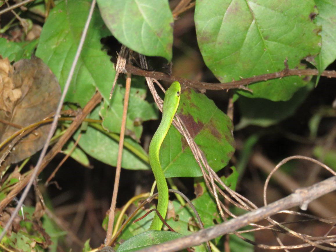 Rough Greensnake