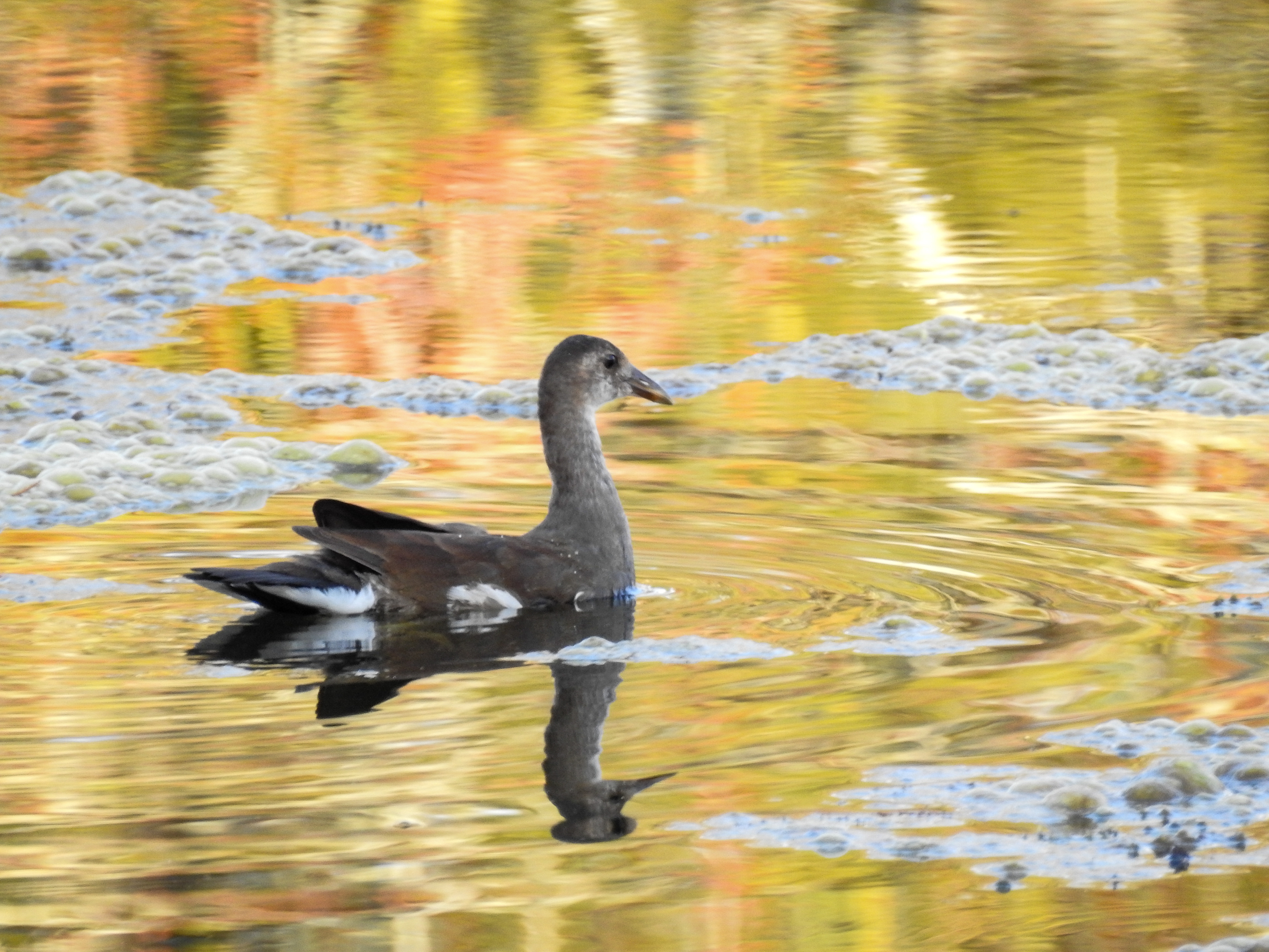 Common Gallinule (Moorhen)