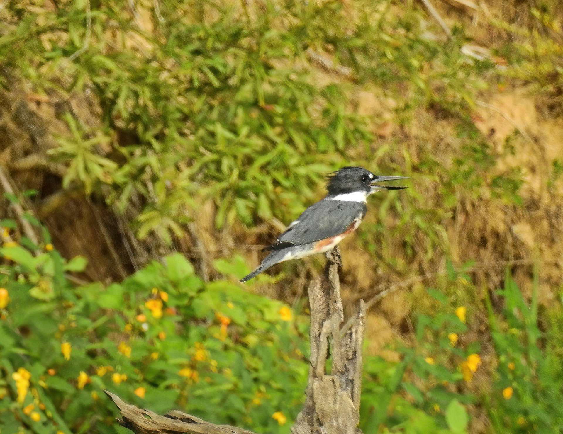 Belted Kingfisher
