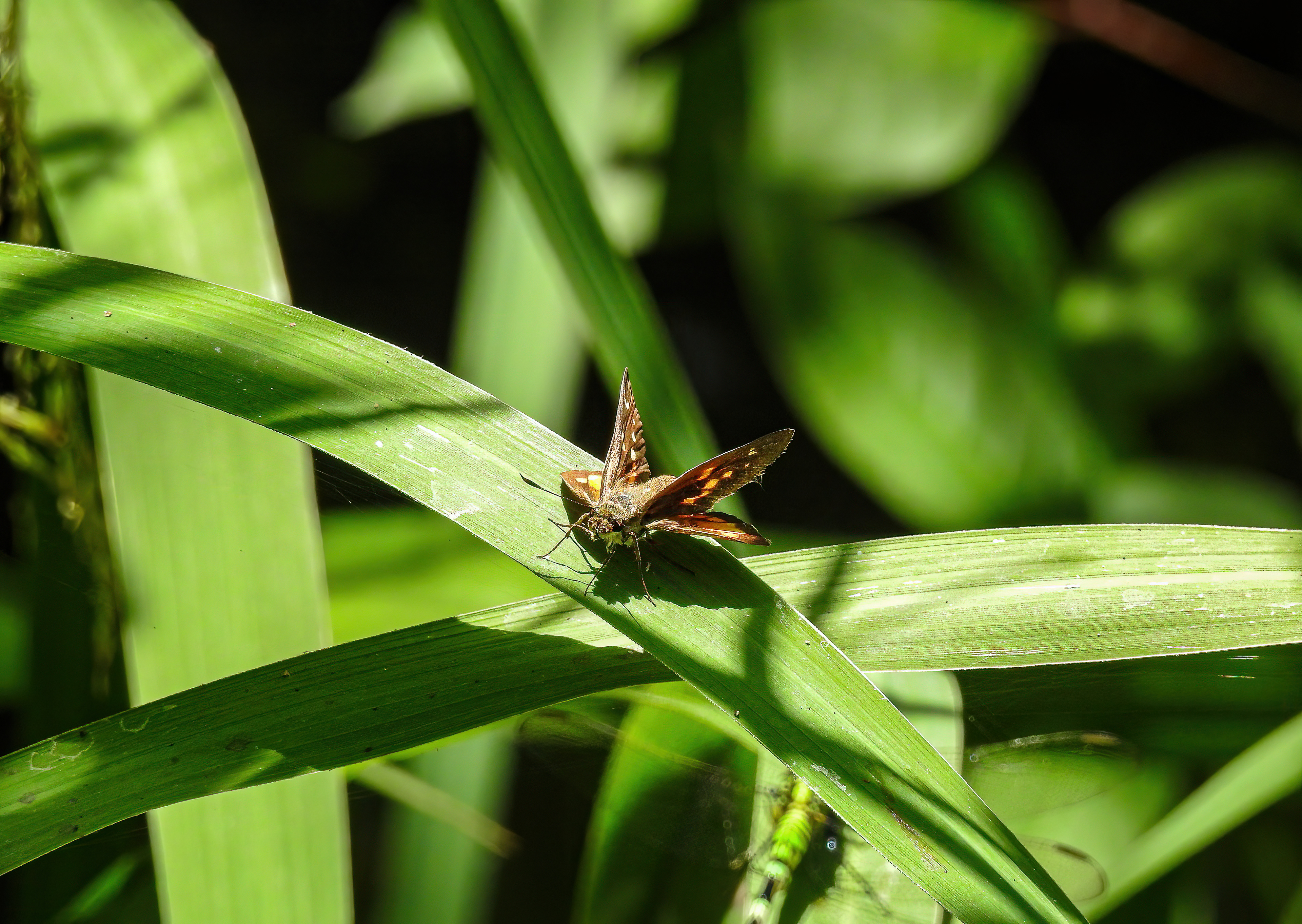 Broad-winged Skipper