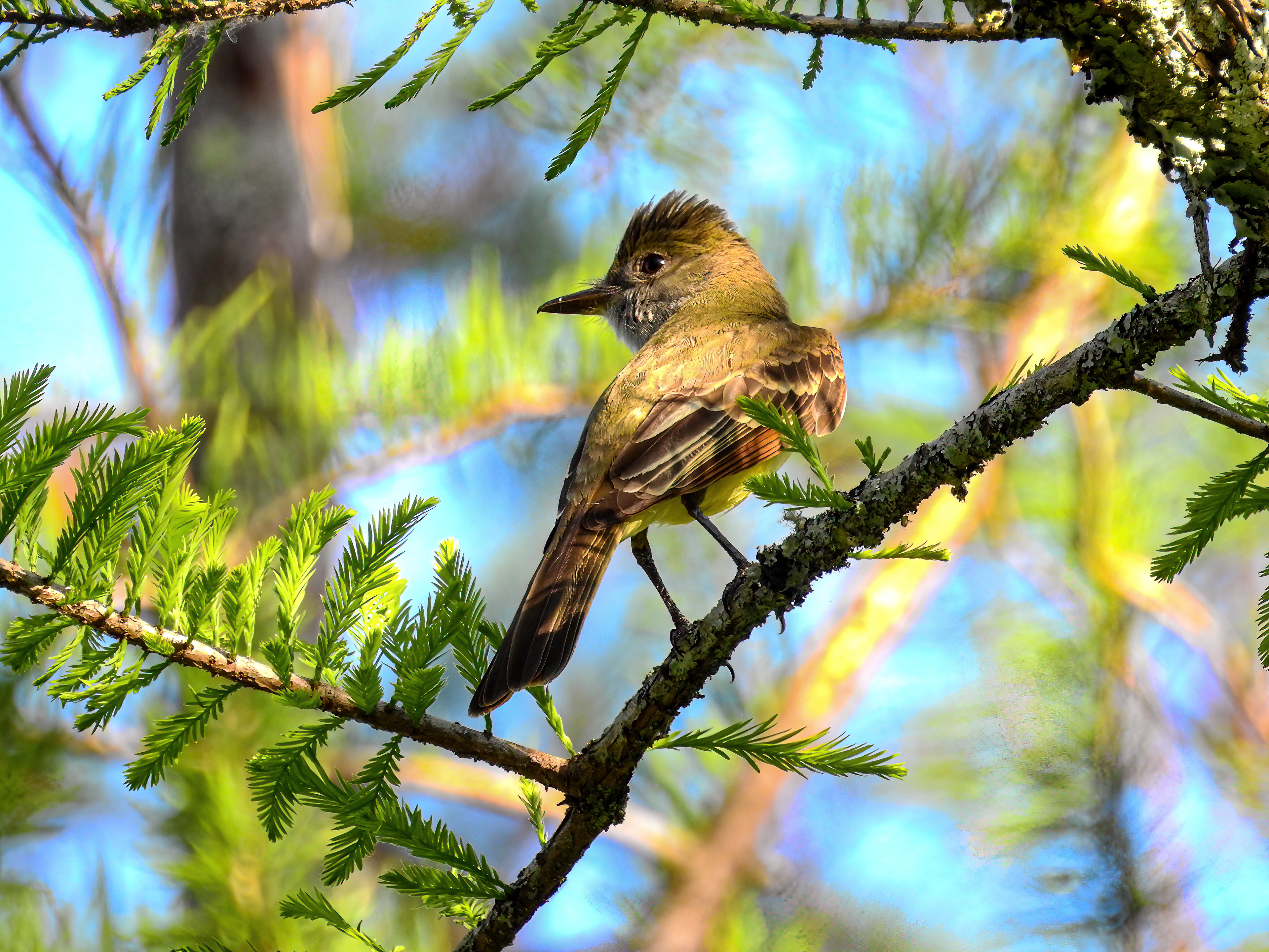 Great Crested Flycatcher