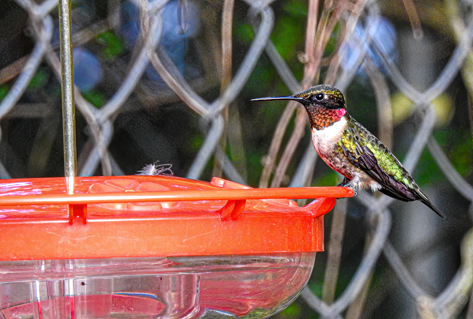 Ruby-throated Hummingbird