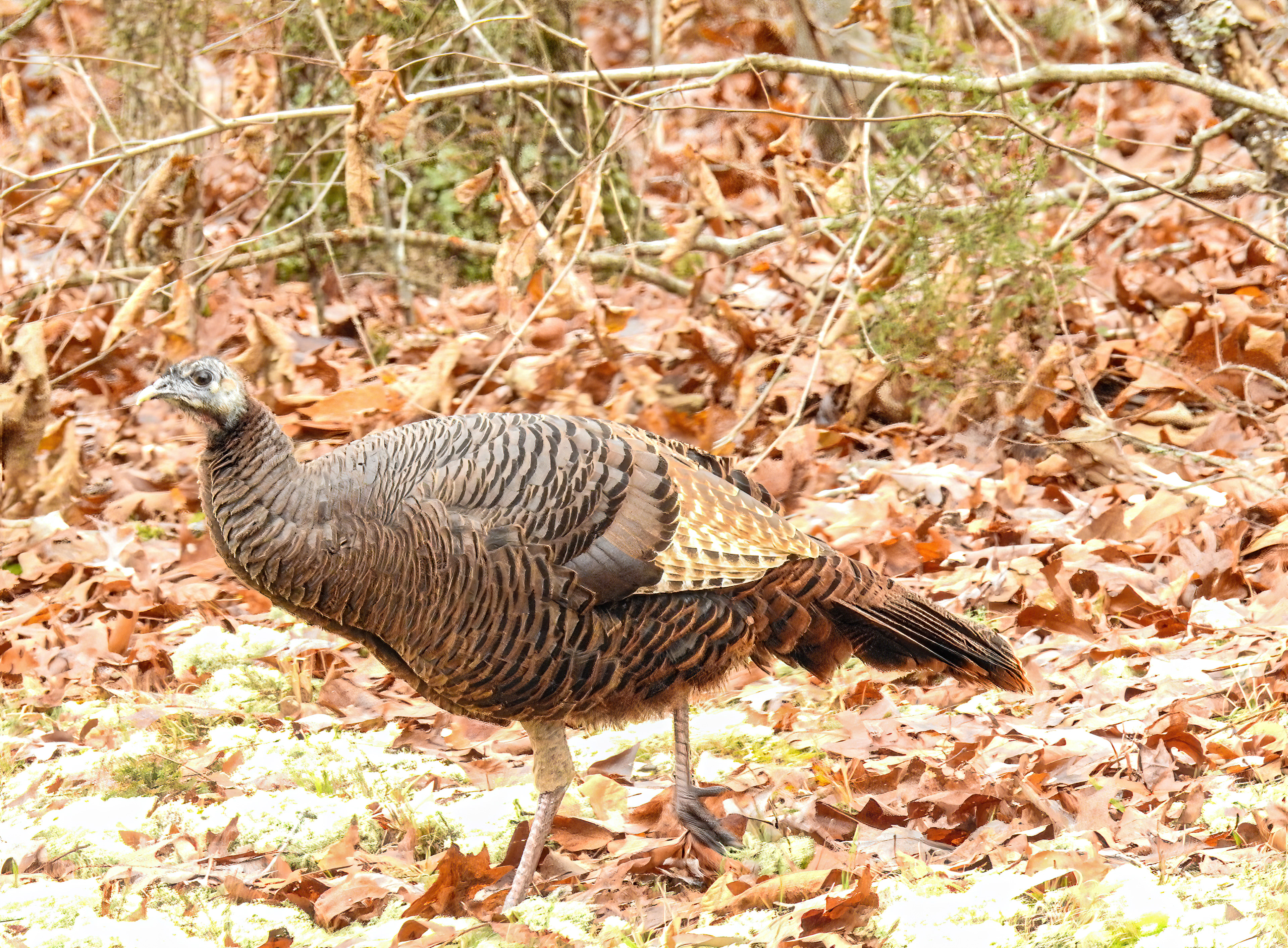 Turkey