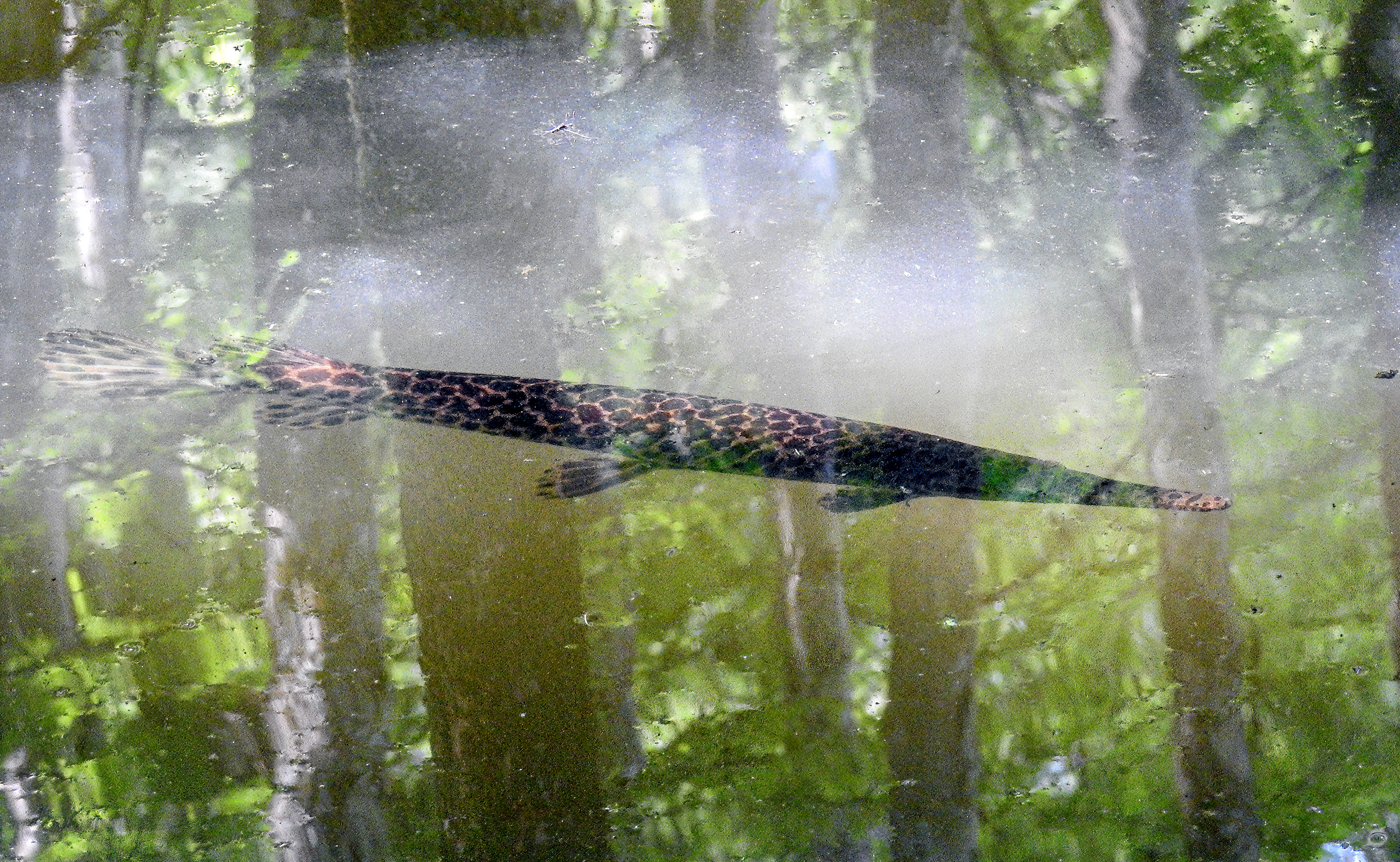 Spotted Gar