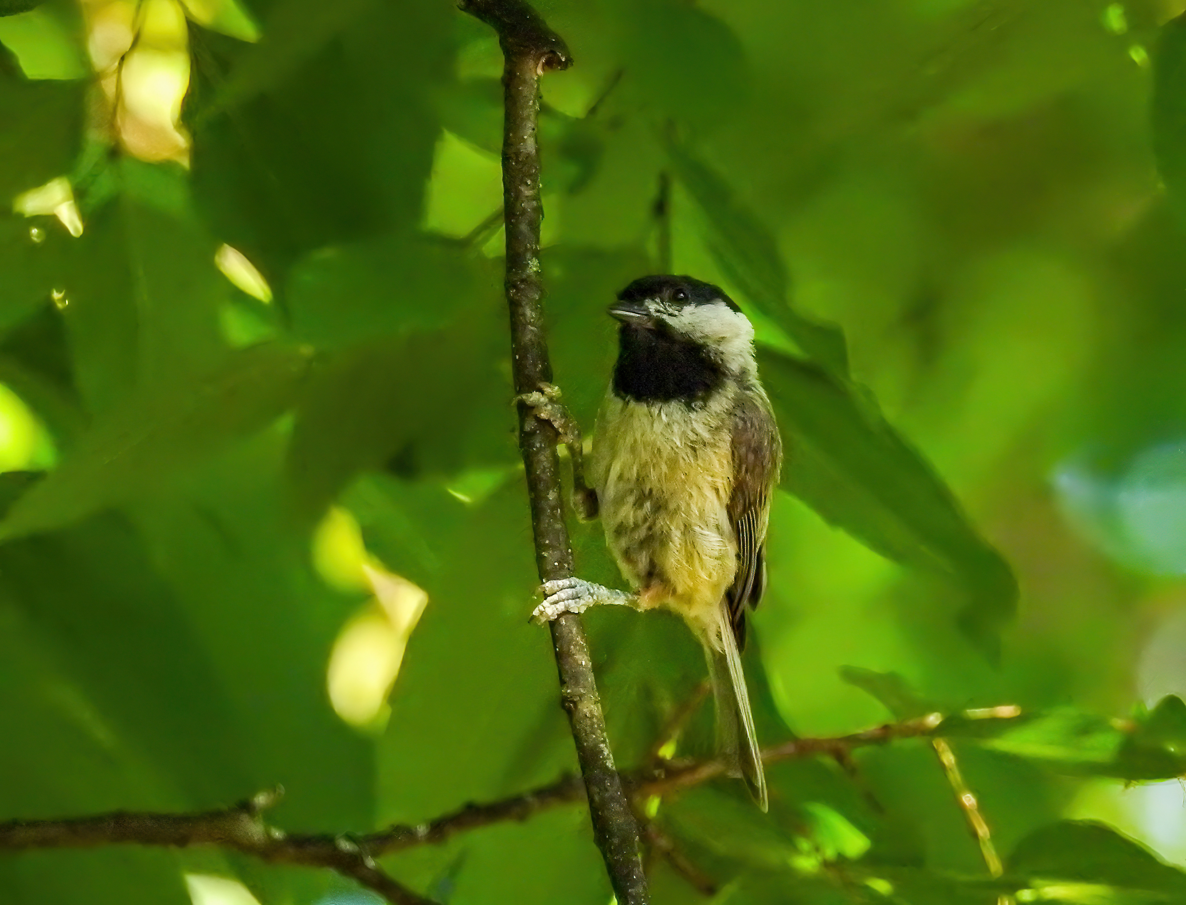 Carolina Chickadee