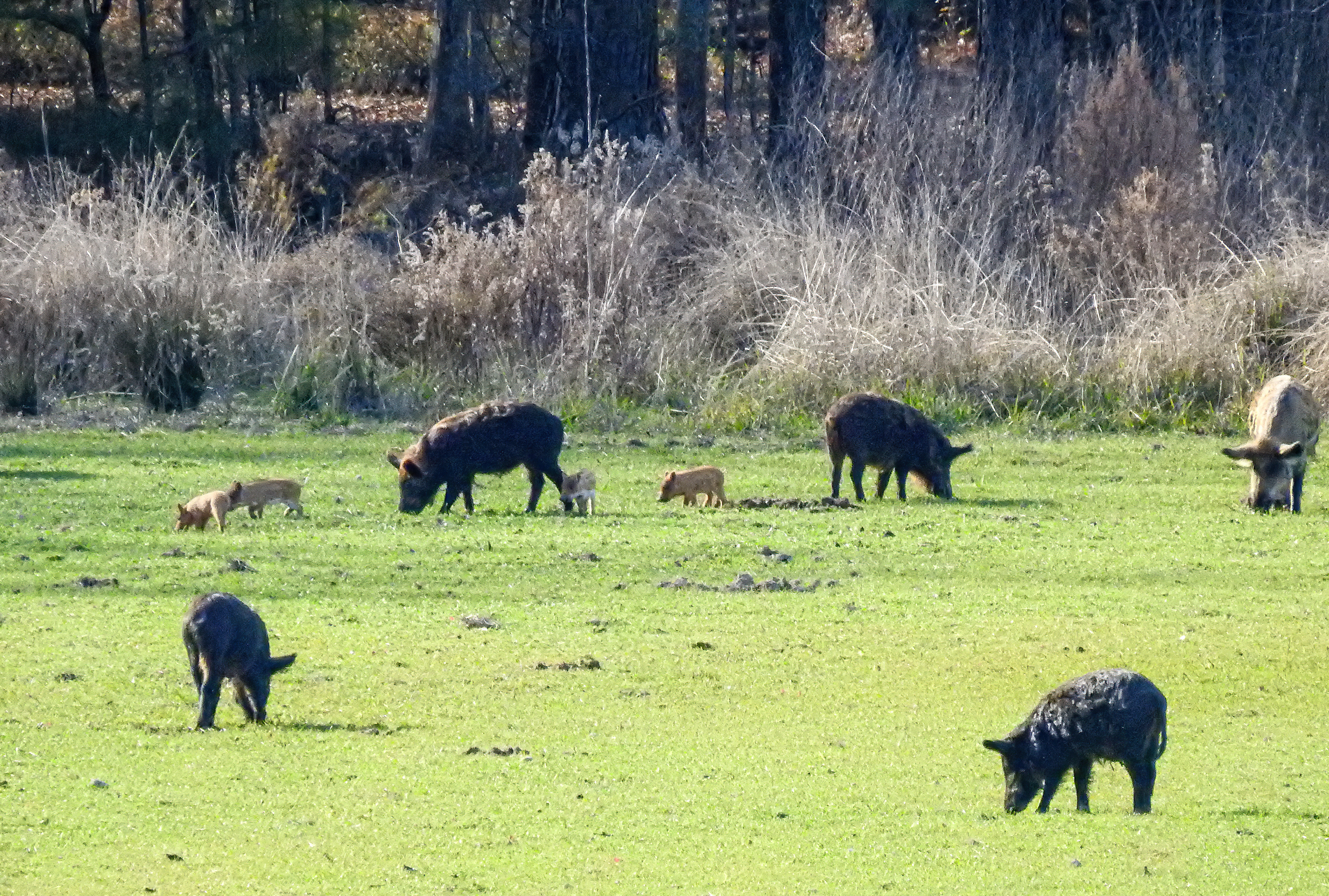 Wild Boar