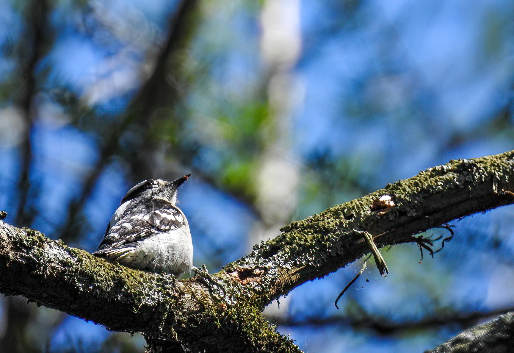 Downey Woodpecker