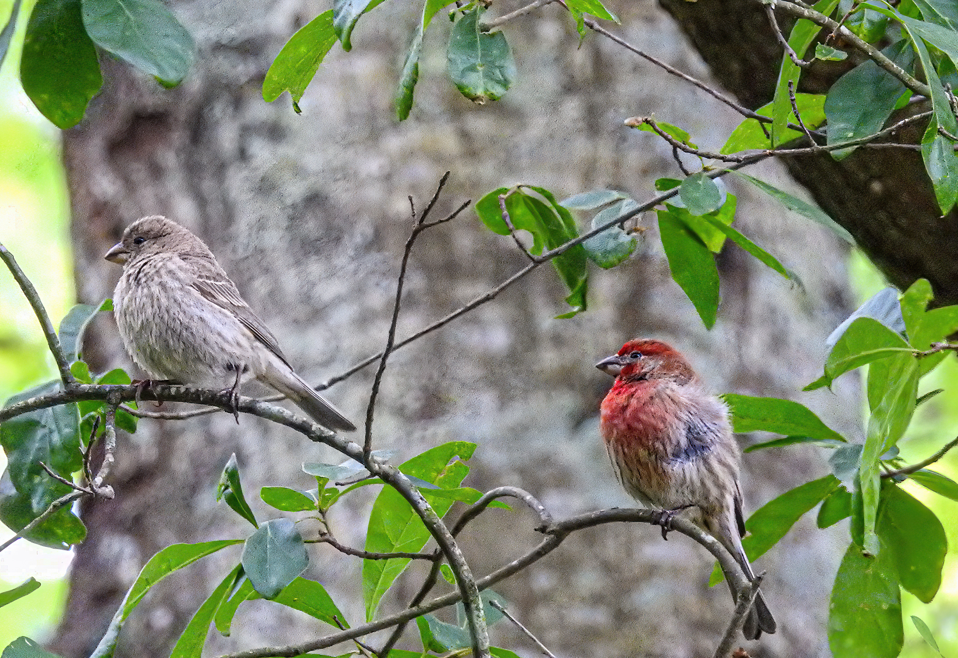 House Finch
